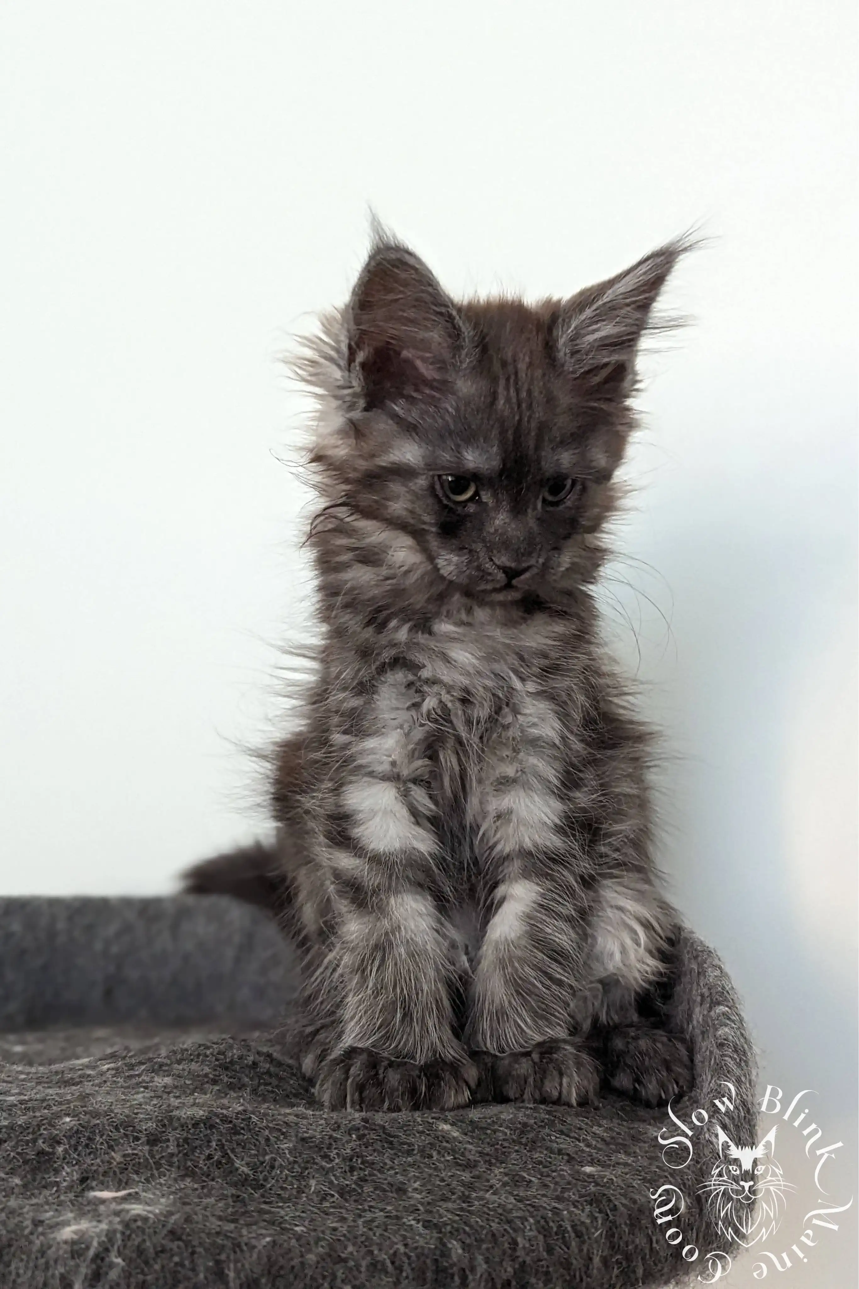 Black Smoke Maine Coon Kittens > black smoke | maine coon kitten | ems code ns | slowblinkmainecoons | 1014