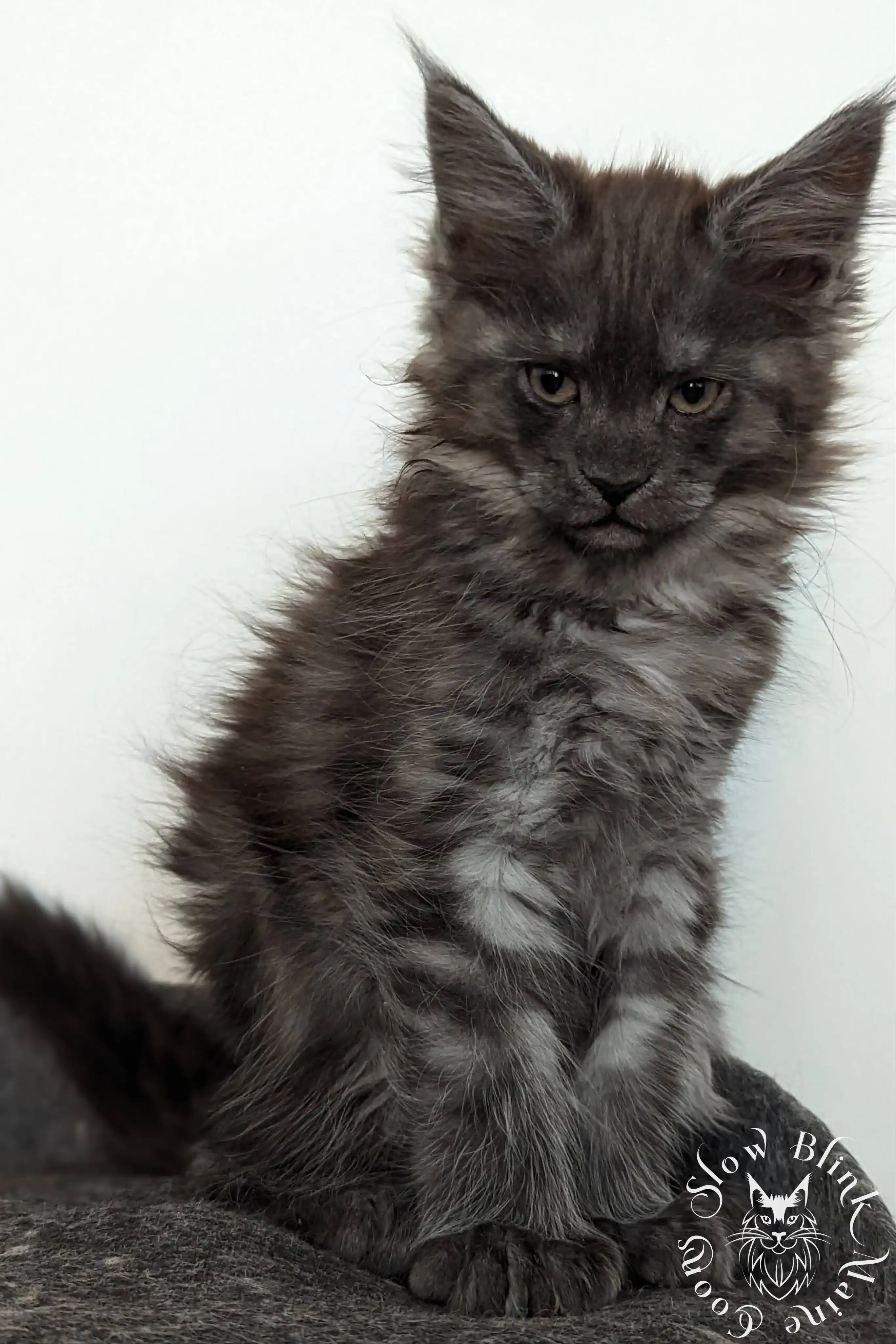 Black Smoke Maine Coon Kittens > black smoke | maine coon kitten | ems code ns | slowblinkmainecoons | 1015