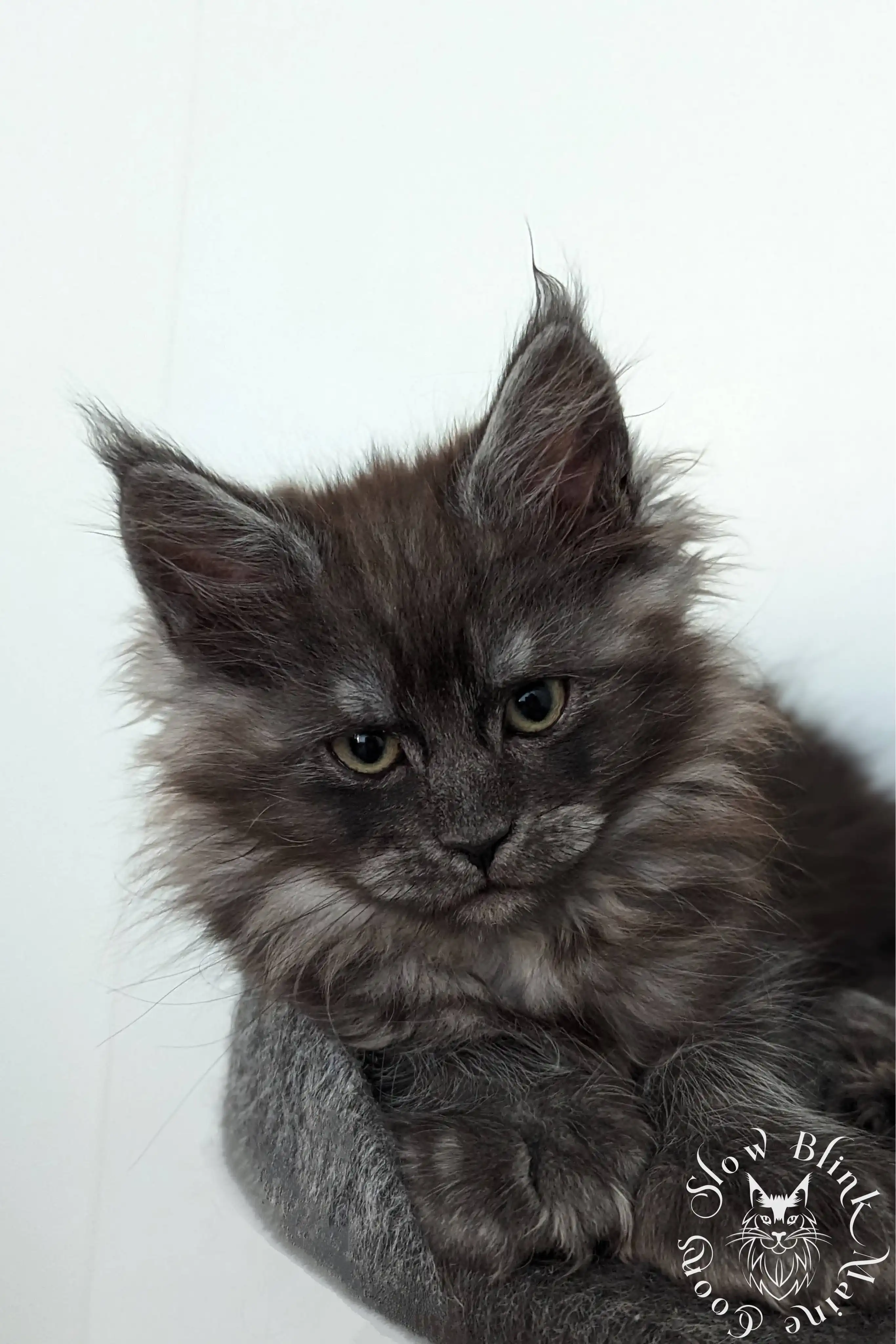 Black Smoke Maine Coon Kittens > black smoke | maine coon kitten | ems code ns | slowblinkmainecoons | 1016