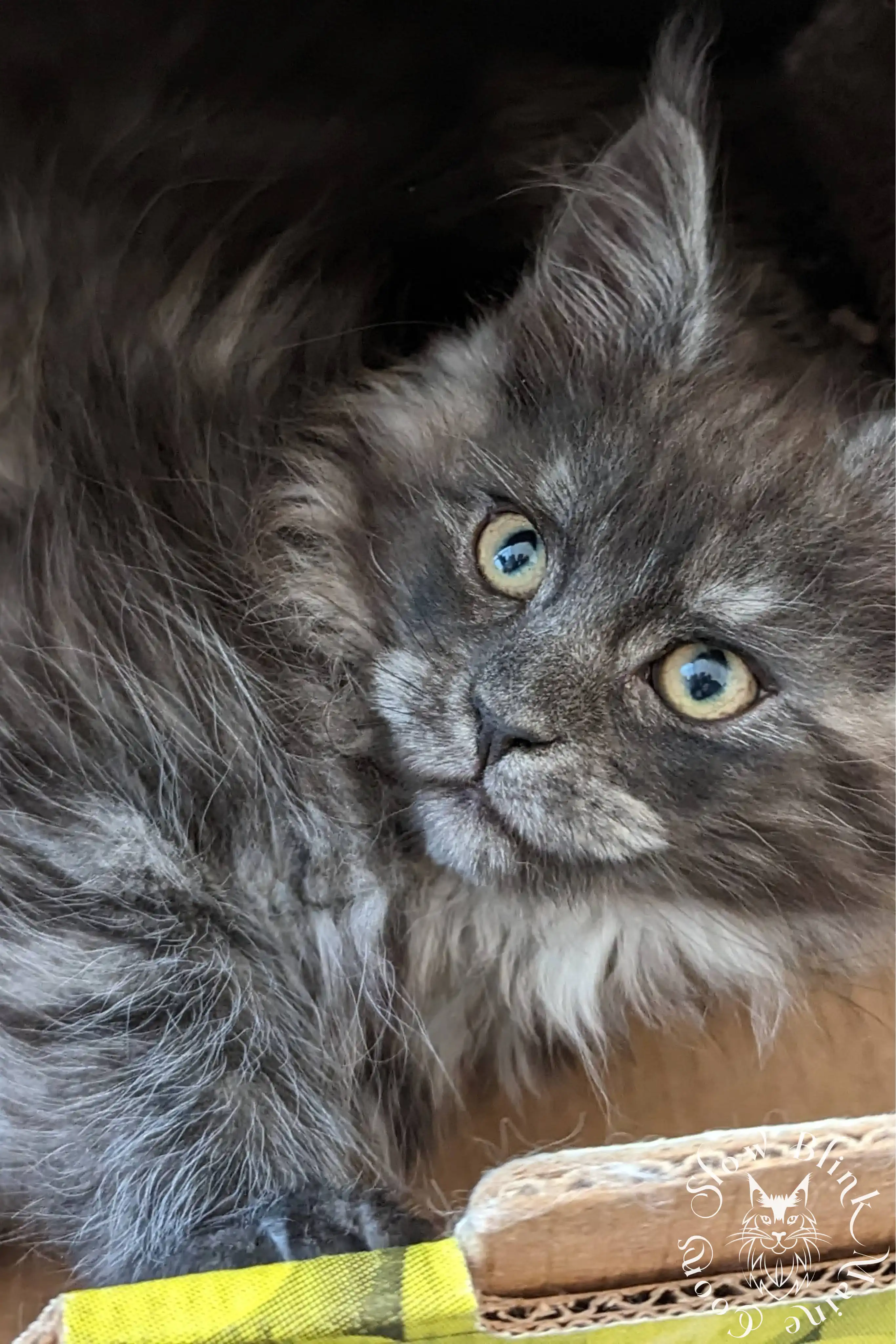 Black Smoke Maine Coon Kittens > black smoke | maine coon kitten | ems code ns | slowblinkmainecoons | 1017