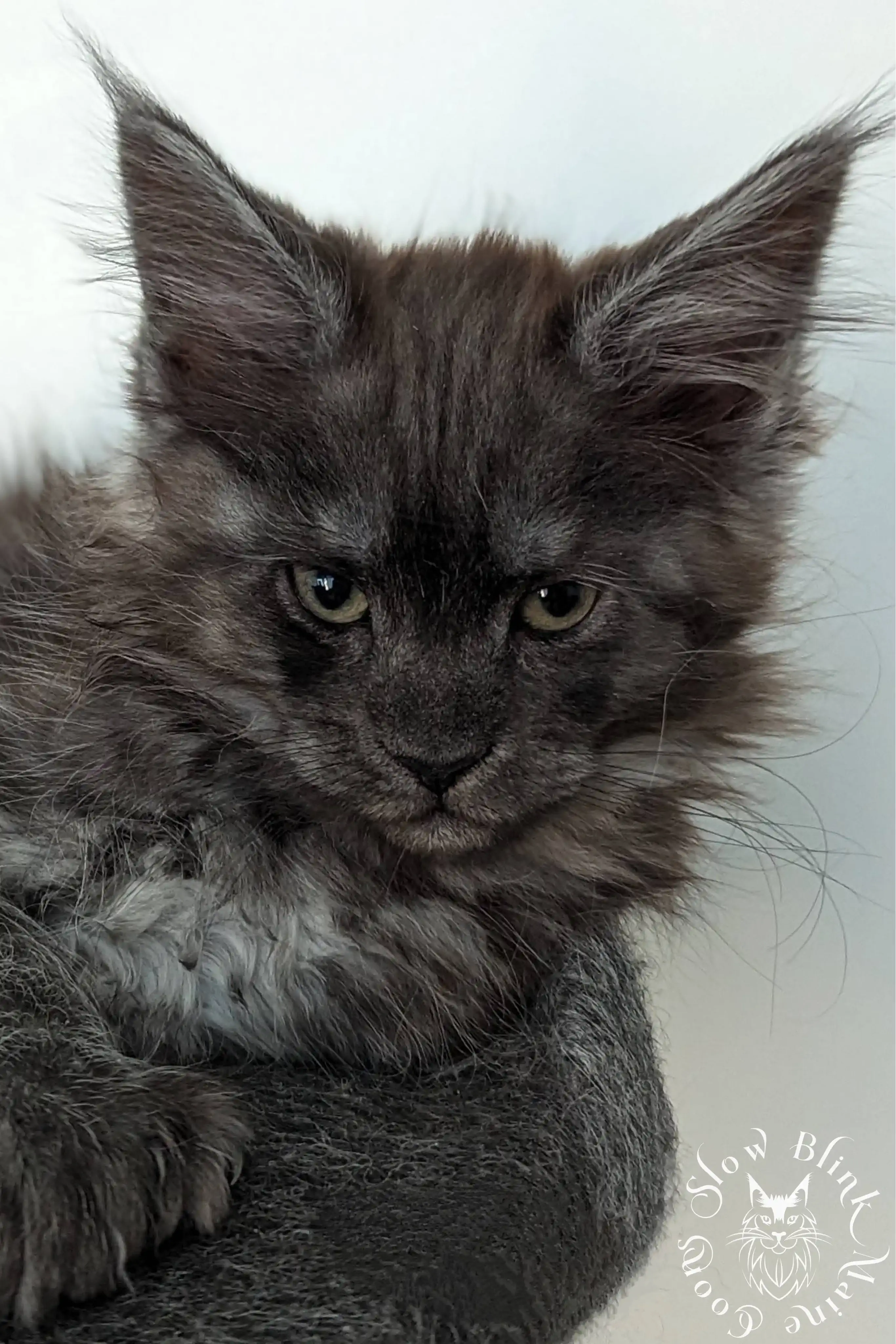 Black Smoke Maine Coon Kittens > black smoke | maine coon kitten | ems code ns | slowblinkmainecoons | 1018