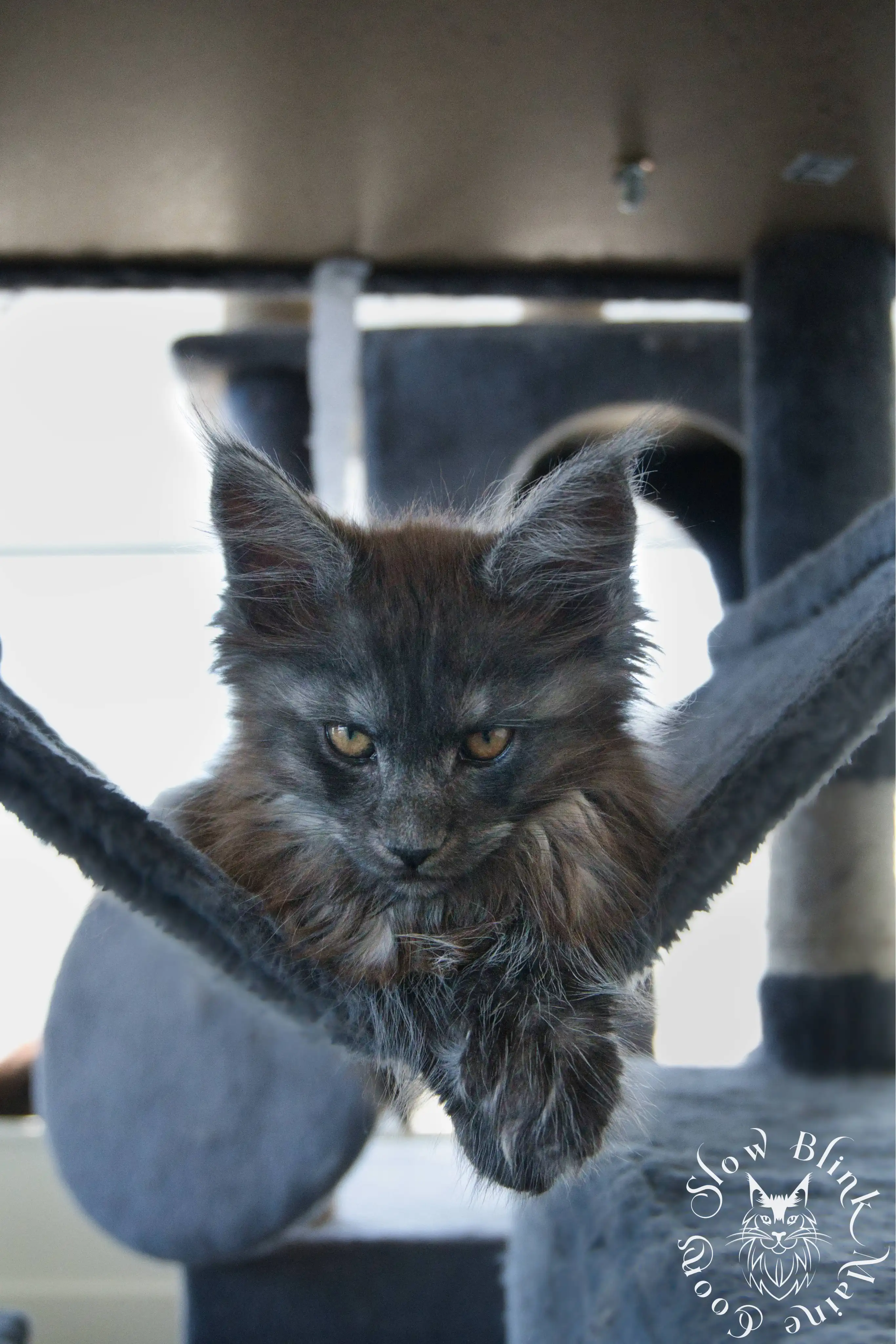 Black Smoke Maine Coon Kittens > black smoke | maine coon kitten | ems code ns | slowblinkmainecoons | 1023