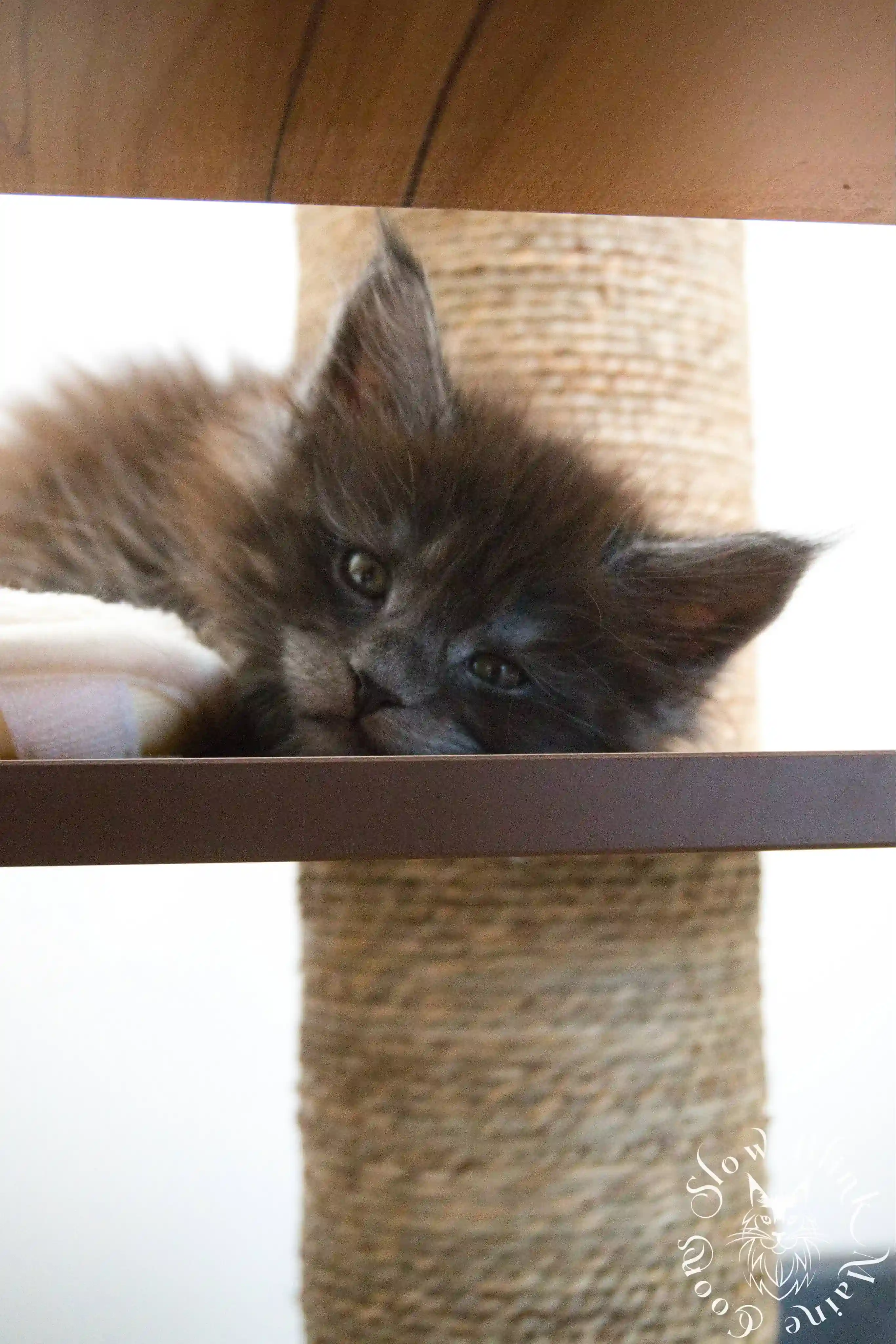 Black Smoke Maine Coon Kittens > black smoke | maine coon kitten | ems code ns | slowblinkmainecoons | 1024