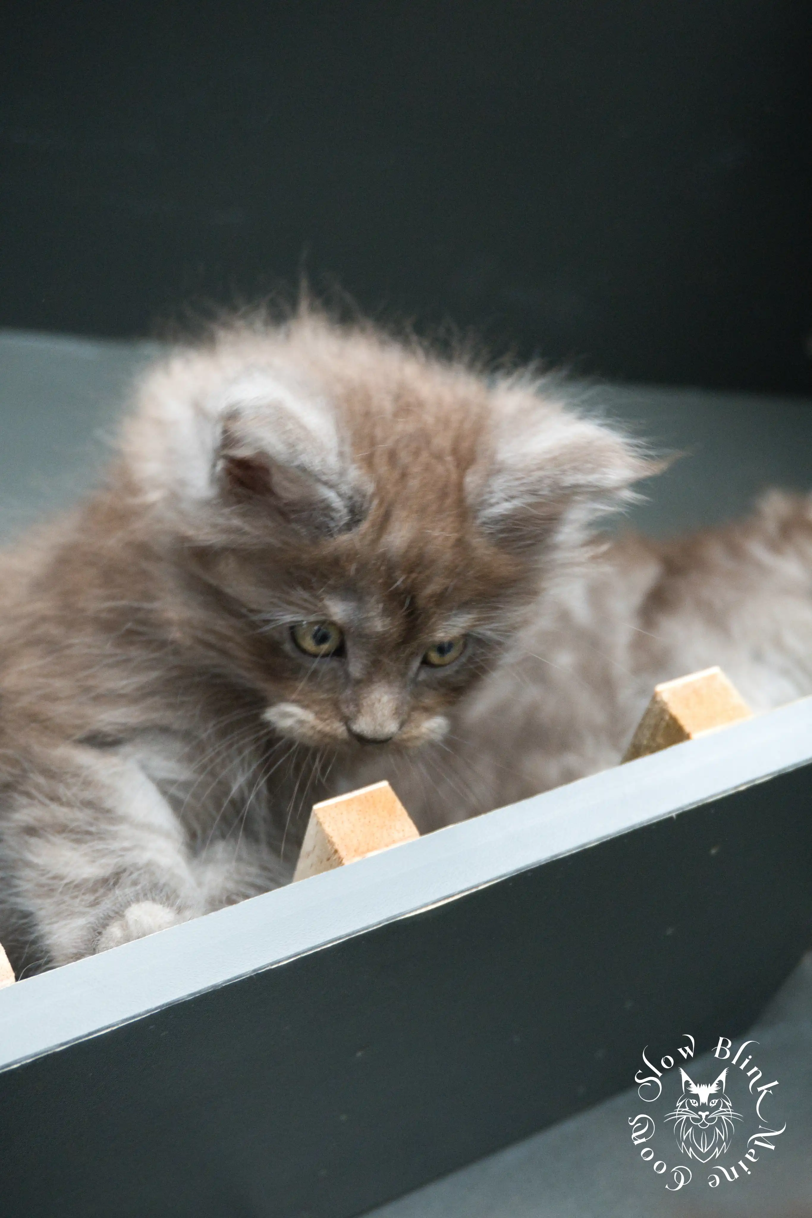 Black Smoke Maine Coon Kittens > black smoke | maine coon kitten | ems code ns | slowblinkmainecoons | 436