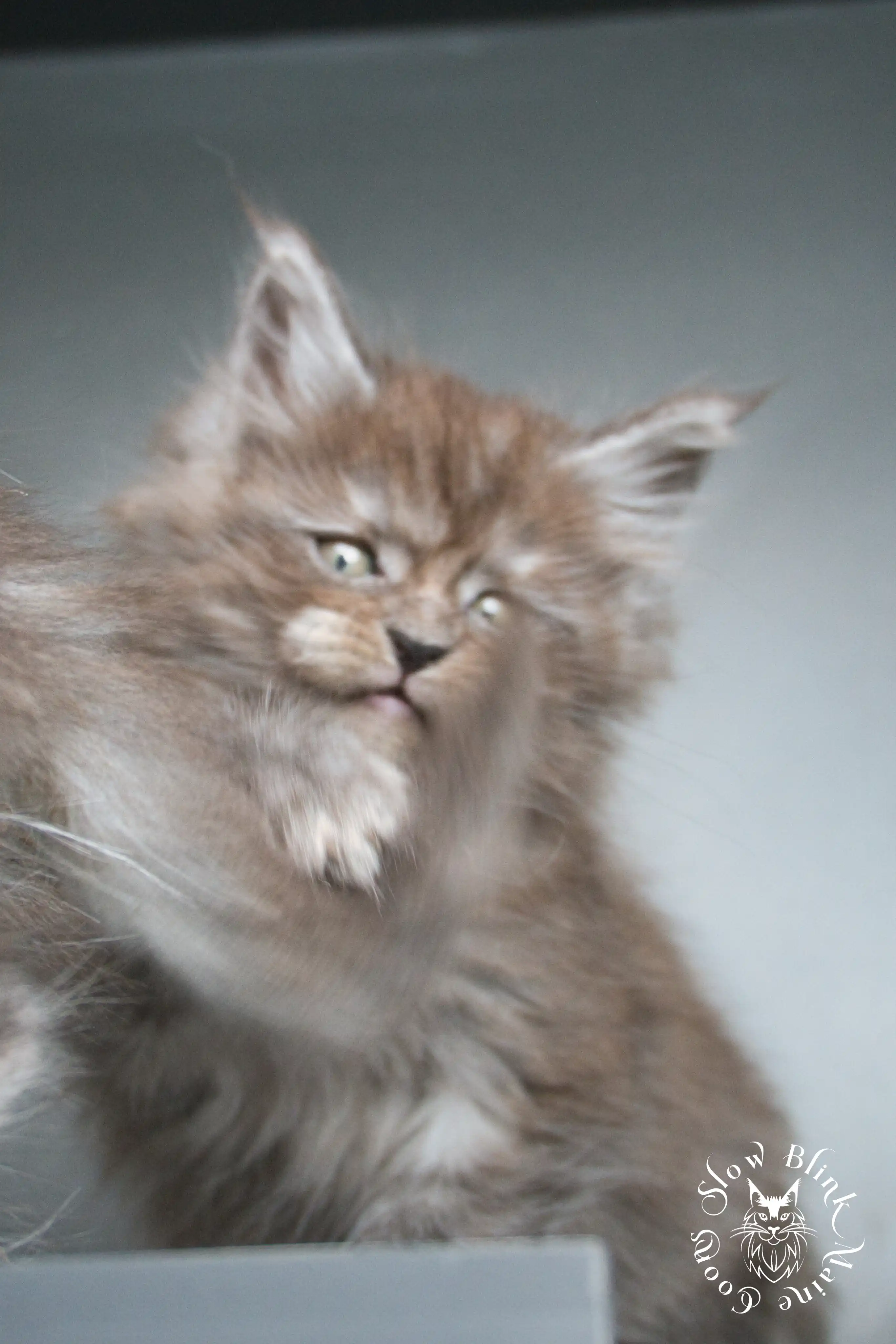 Black Smoke Maine Coon Kittens > black smoke | maine coon kitten | ems code ns | slowblinkmainecoons | 437