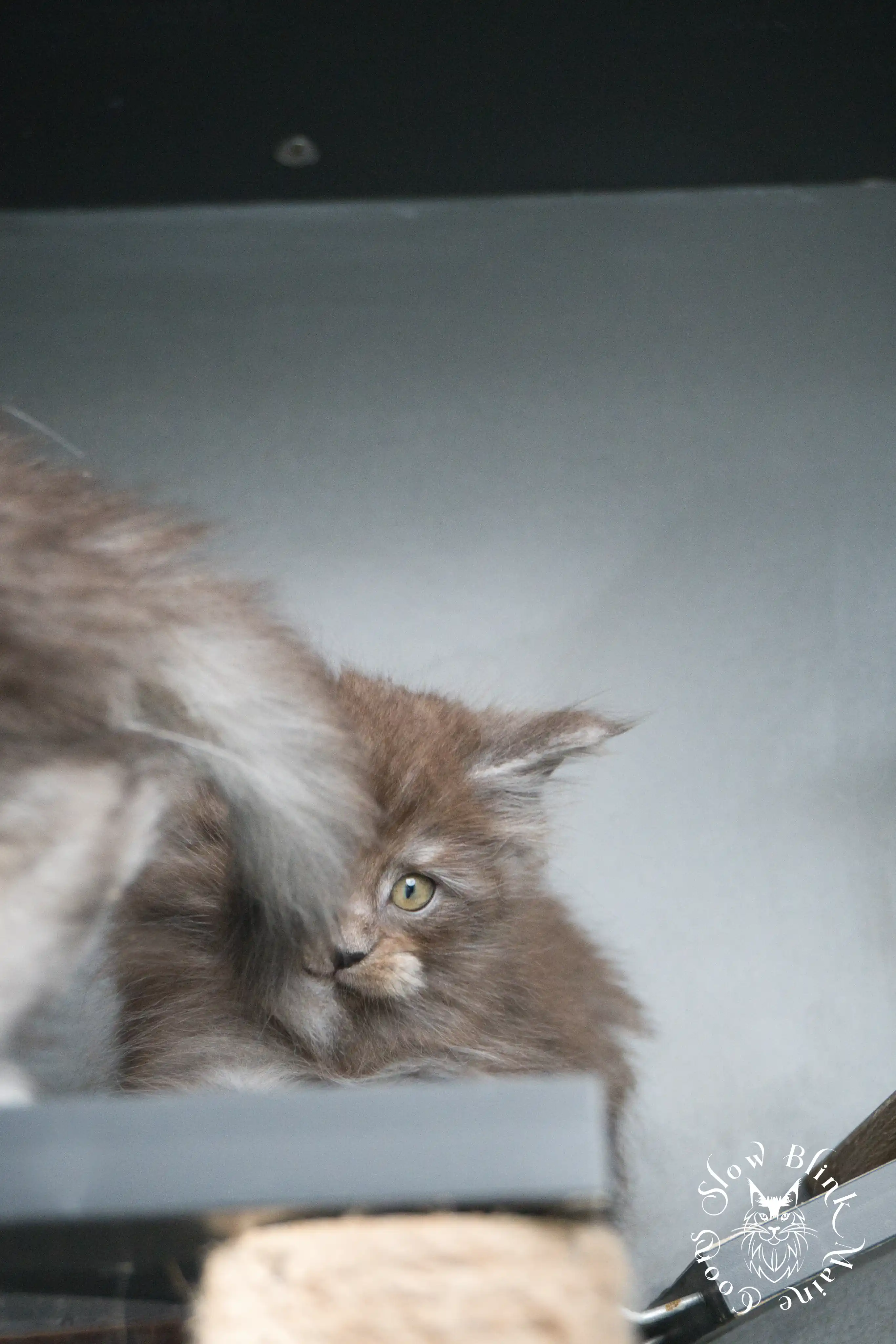 Black Smoke Maine Coon Kittens > black smoke | maine coon kitten | ems code ns | slowblinkmainecoons | 438