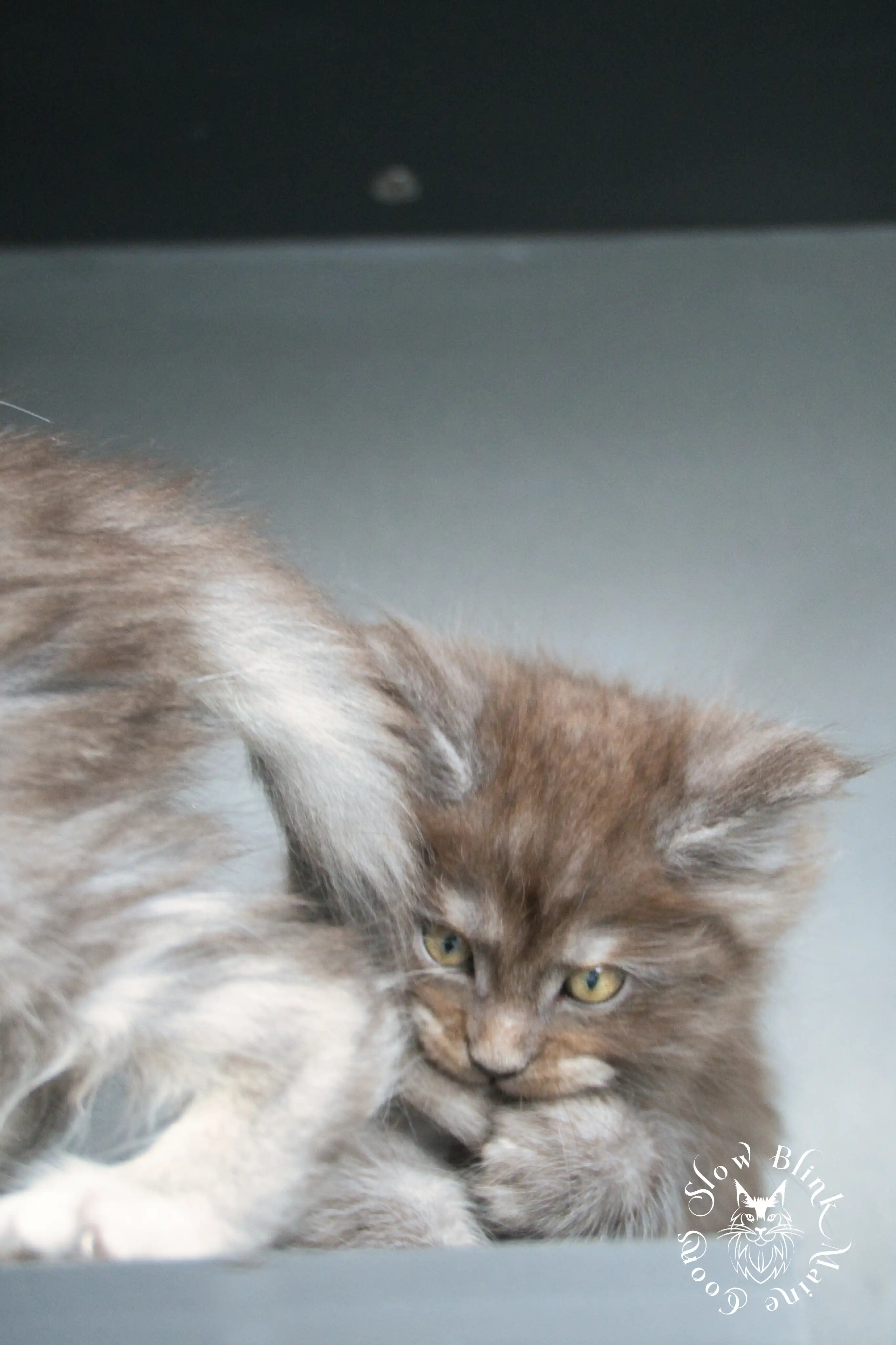 Black Smoke Maine Coon Kittens > black smoke | maine coon kitten | ems code ns | slowblinkmainecoons | 439