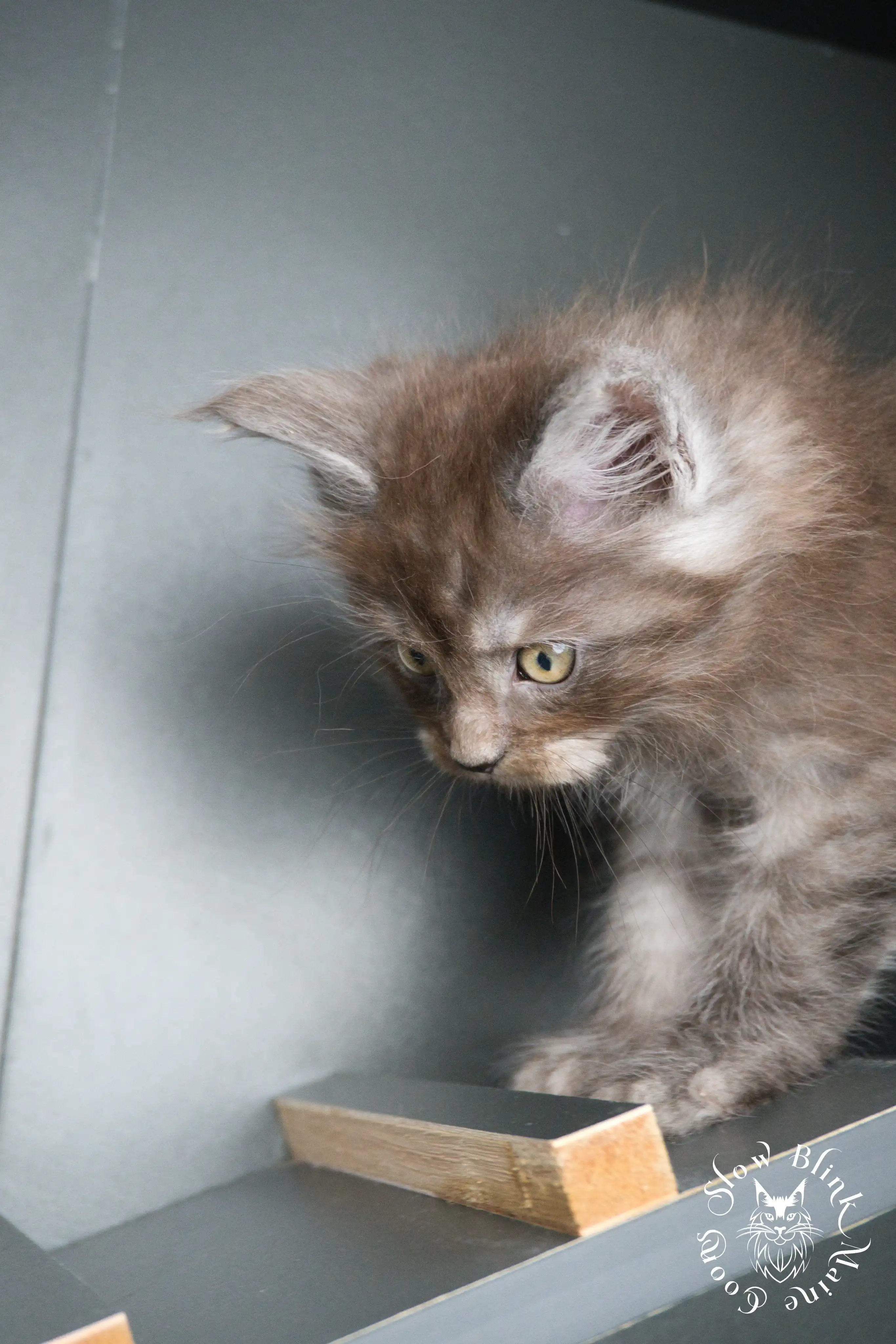 Black Smoke Maine Coon Kittens > black smoke | maine coon kitten | ems code ns | slowblinkmainecoons | 440