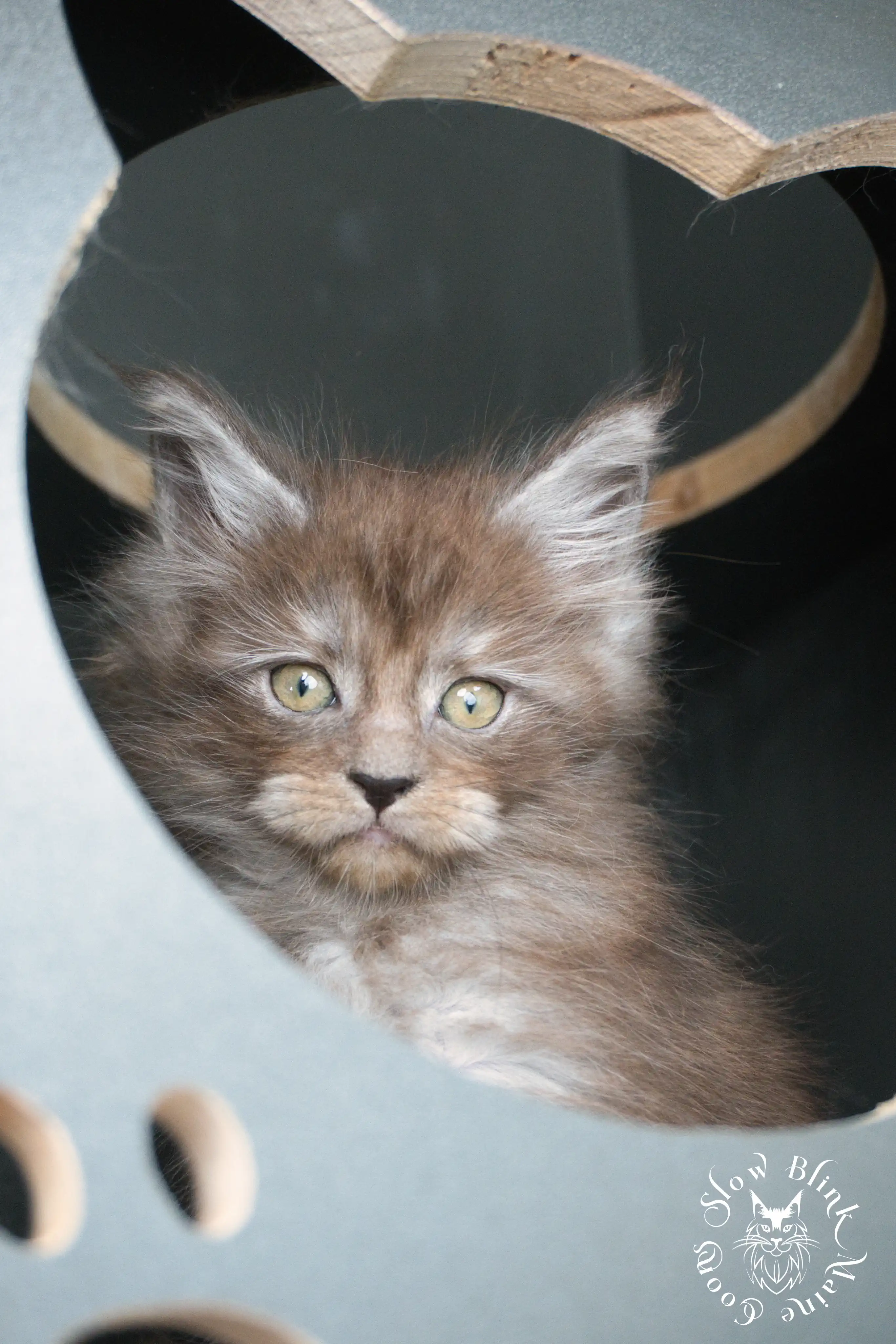 Black Smoke Maine Coon Kittens > black smoke | maine coon kitten | ems code ns | slowblinkmainecoons | 441