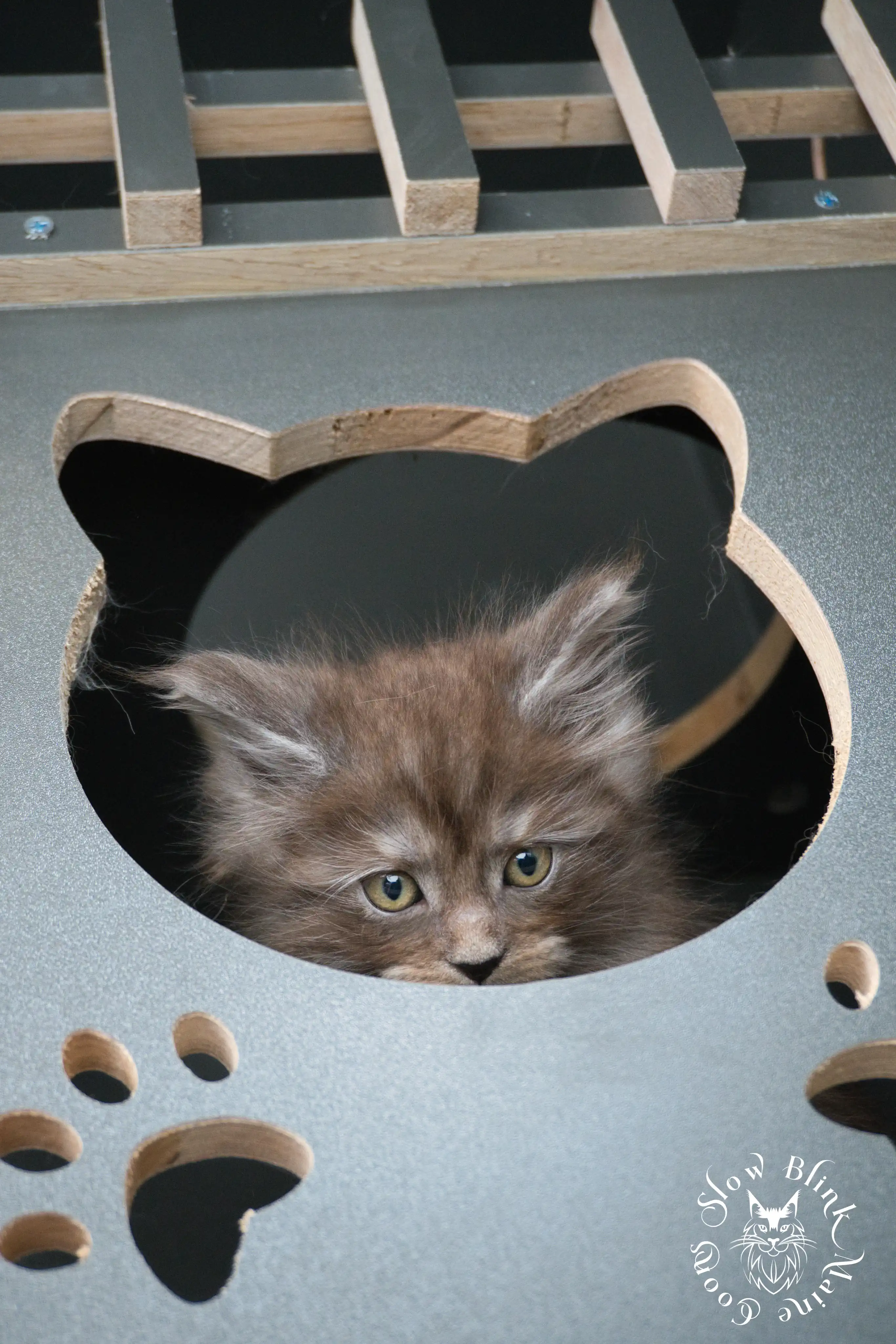 Black Smoke Maine Coon Kittens > black smoke | maine coon kitten | ems code ns | slowblinkmainecoons | 442