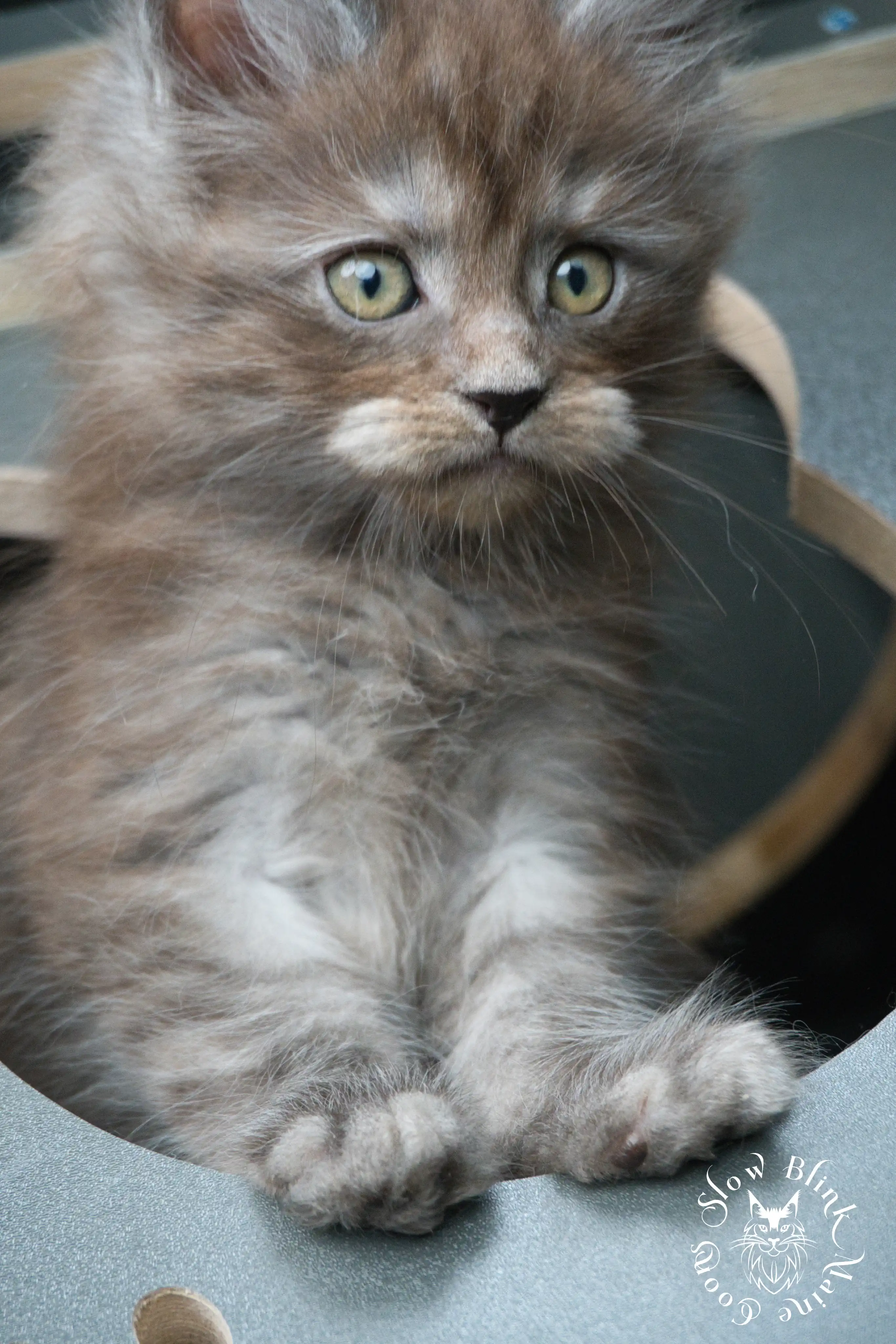 Black Smoke Maine Coon Kittens > black smoke | maine coon kitten | ems code ns | slowblinkmainecoons | 443