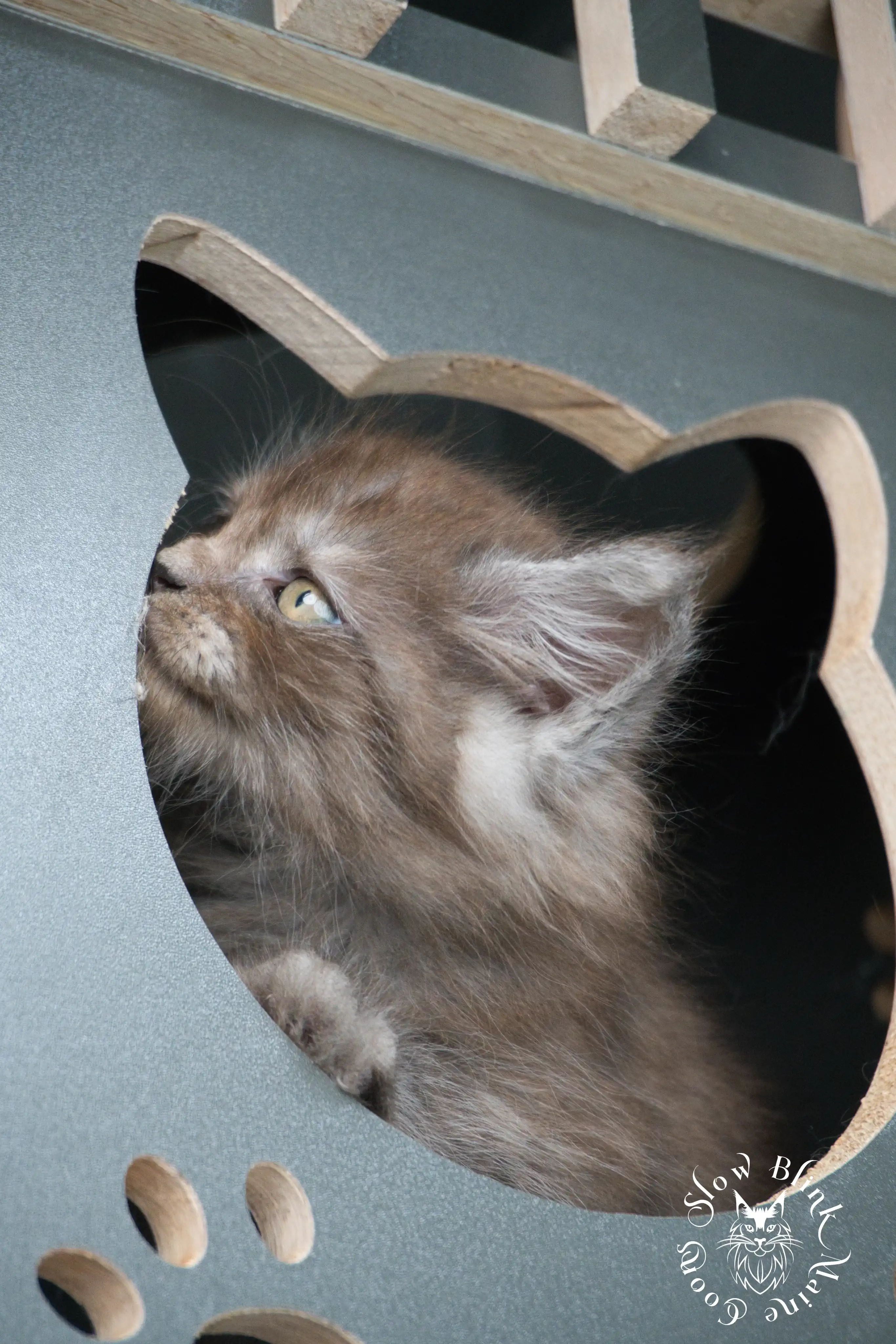 Black Smoke Maine Coon Kittens > black smoke | maine coon kitten | ems code ns | slowblinkmainecoons | 444