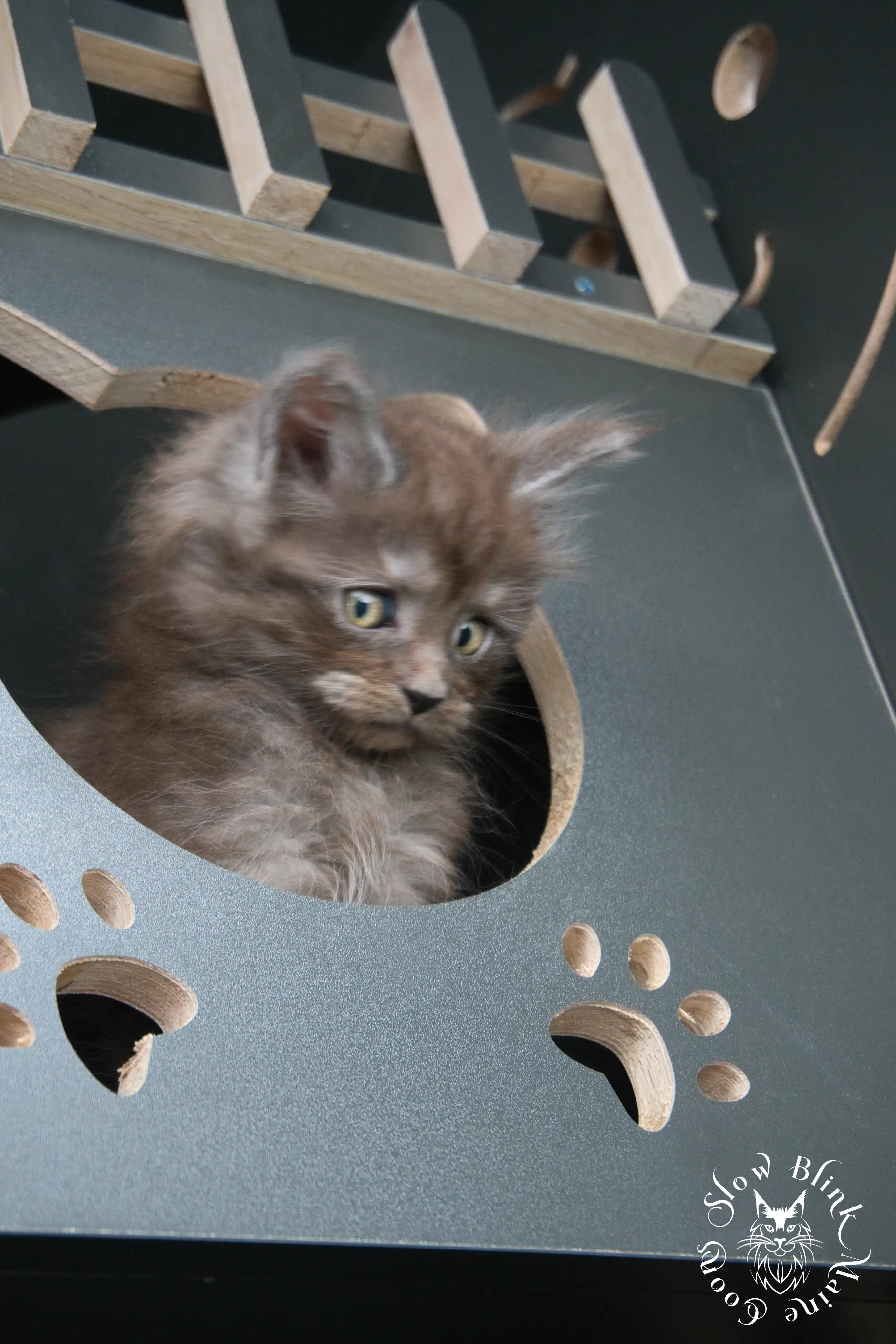 Black Smoke Maine Coon Kittens > black smoke | maine coon kitten | ems code ns | slowblinkmainecoons | 445