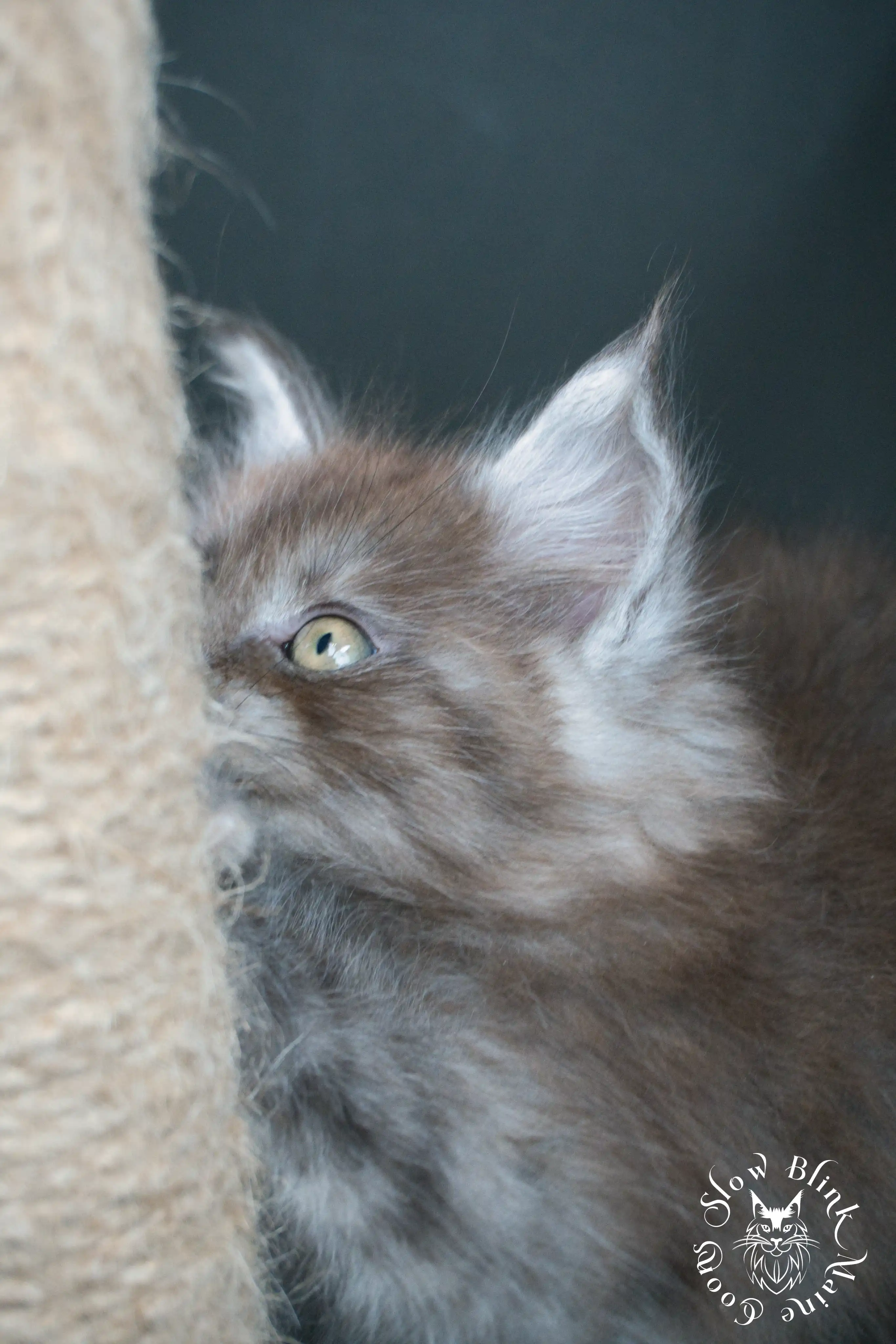 Black Smoke Maine Coon Kittens > black smoke | maine coon kitten | ems code ns | slowblinkmainecoons | 446