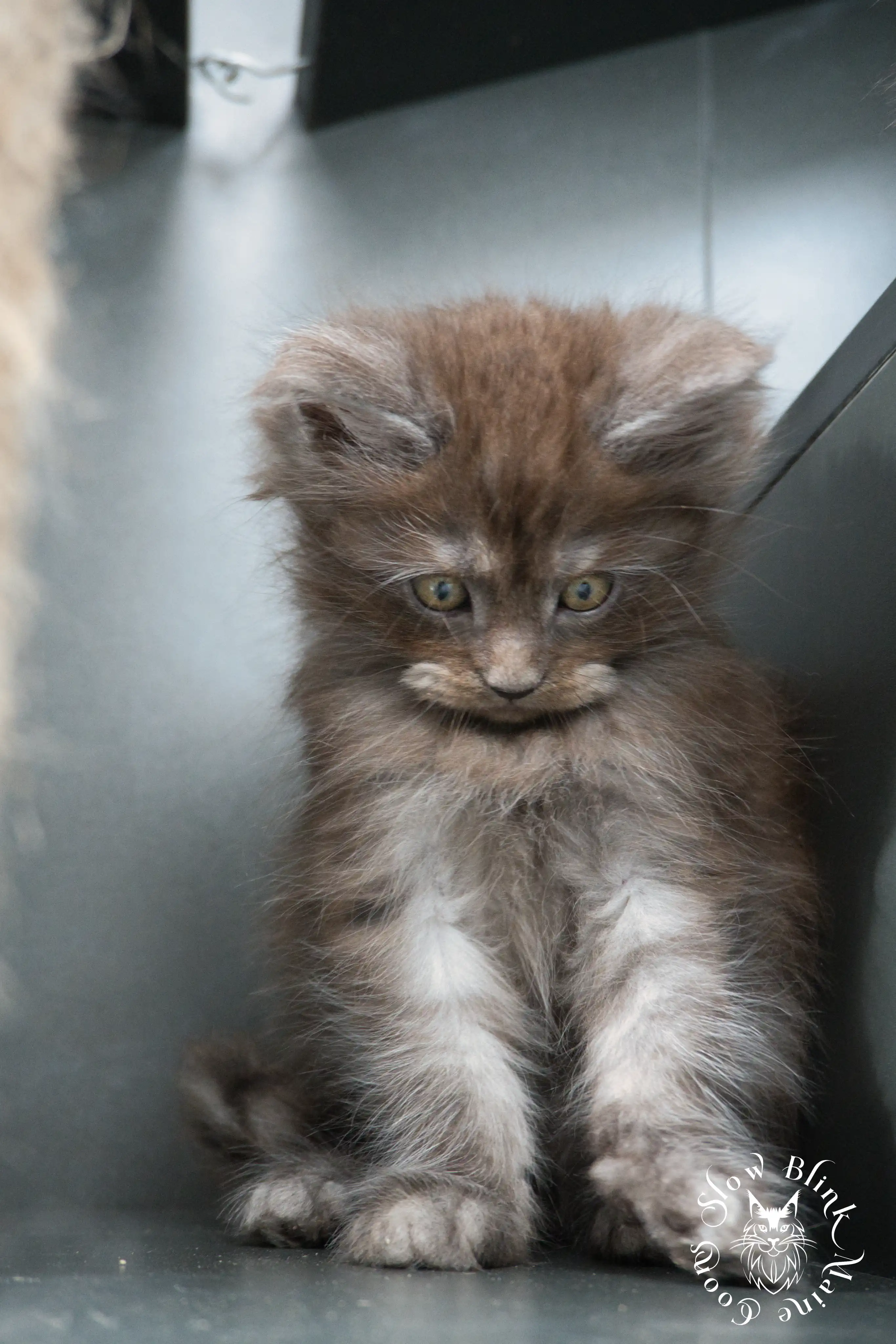 Black Smoke Maine Coon Kittens > black smoke | maine coon kitten | ems code ns | slowblinkmainecoons | 447