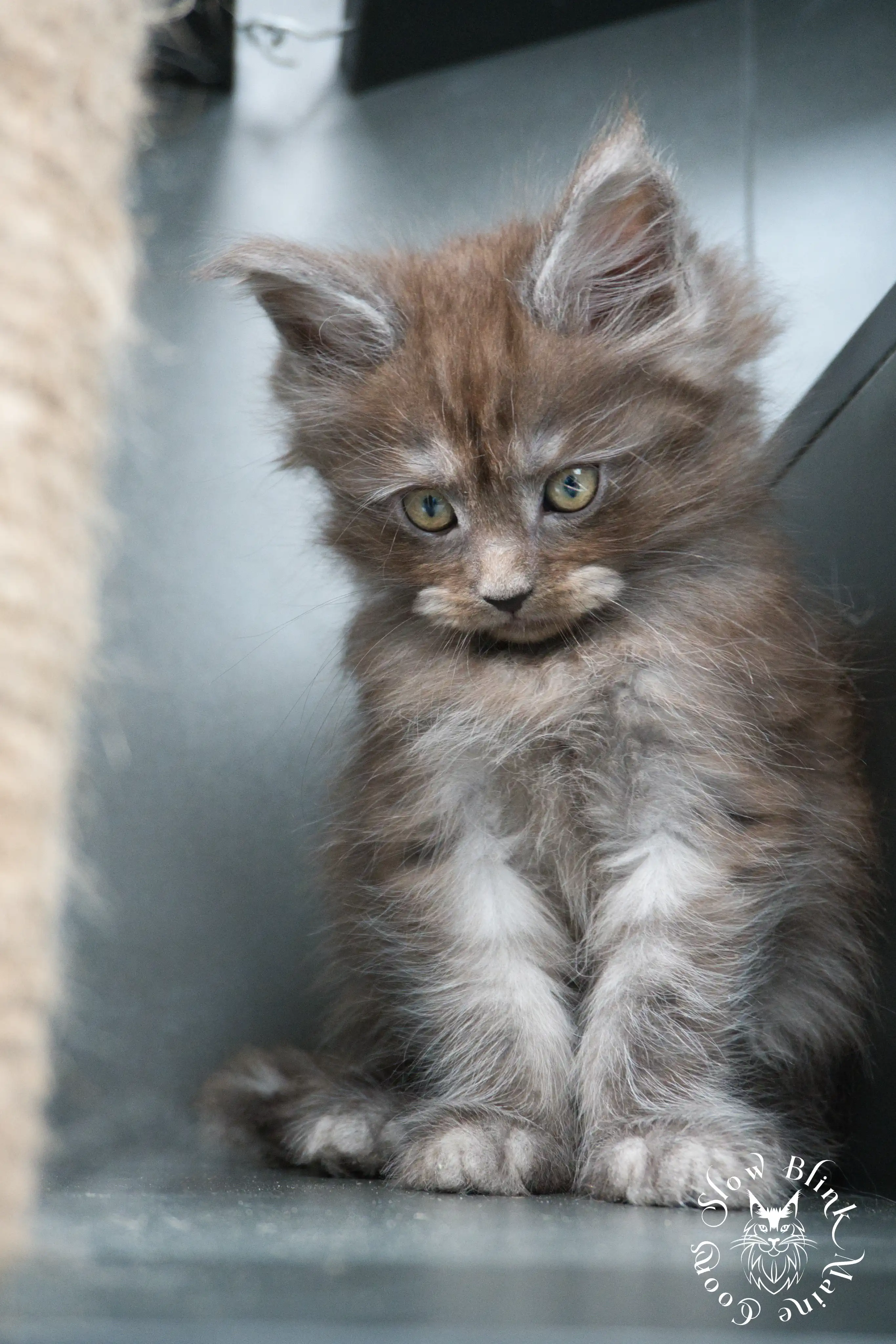Black Smoke Maine Coon Kittens > black smoke | maine coon kitten | ems code ns | slowblinkmainecoons | 448