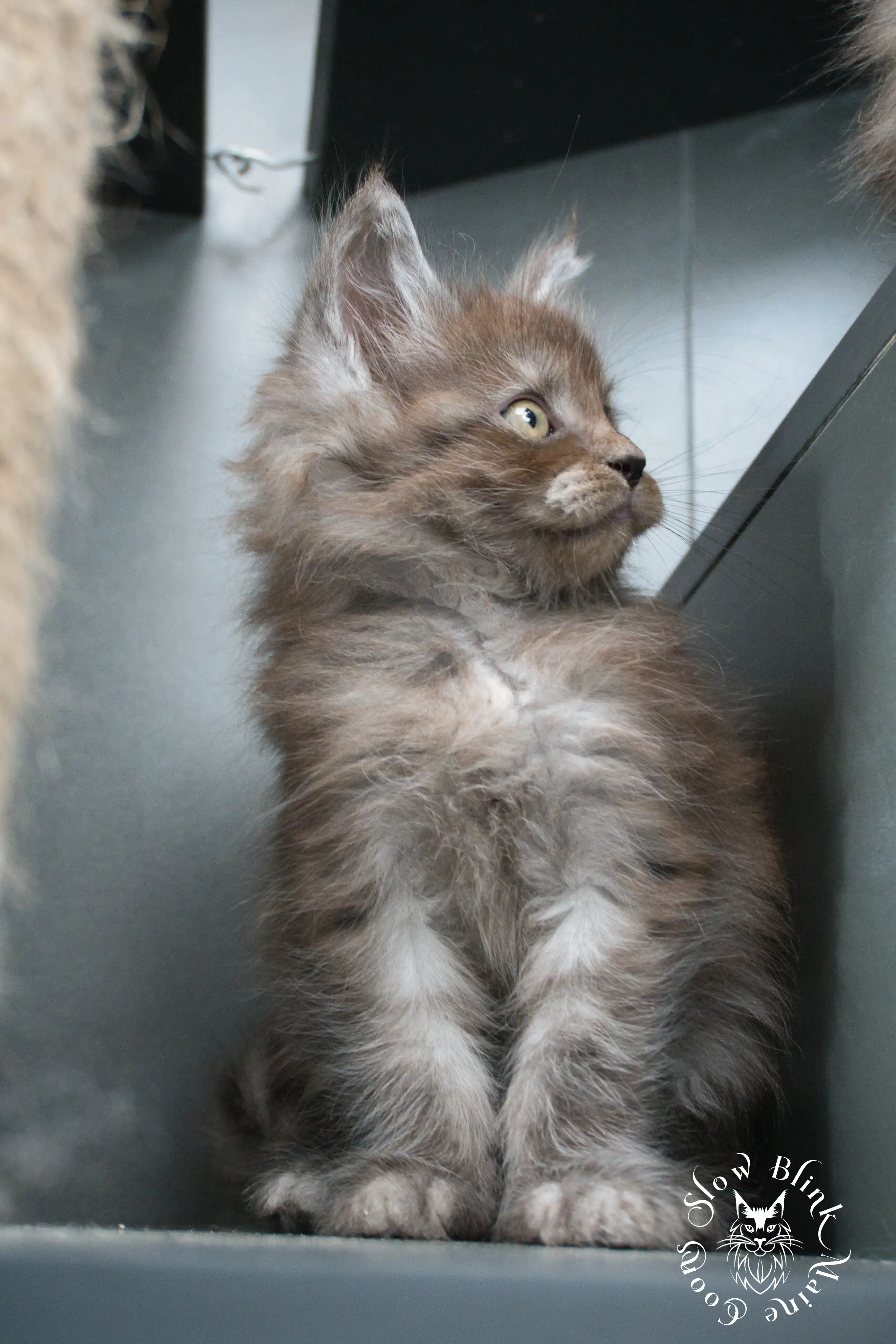 Black Smoke Maine Coon Kittens > black smoke | maine coon kitten | ems code ns | slowblinkmainecoons | 449