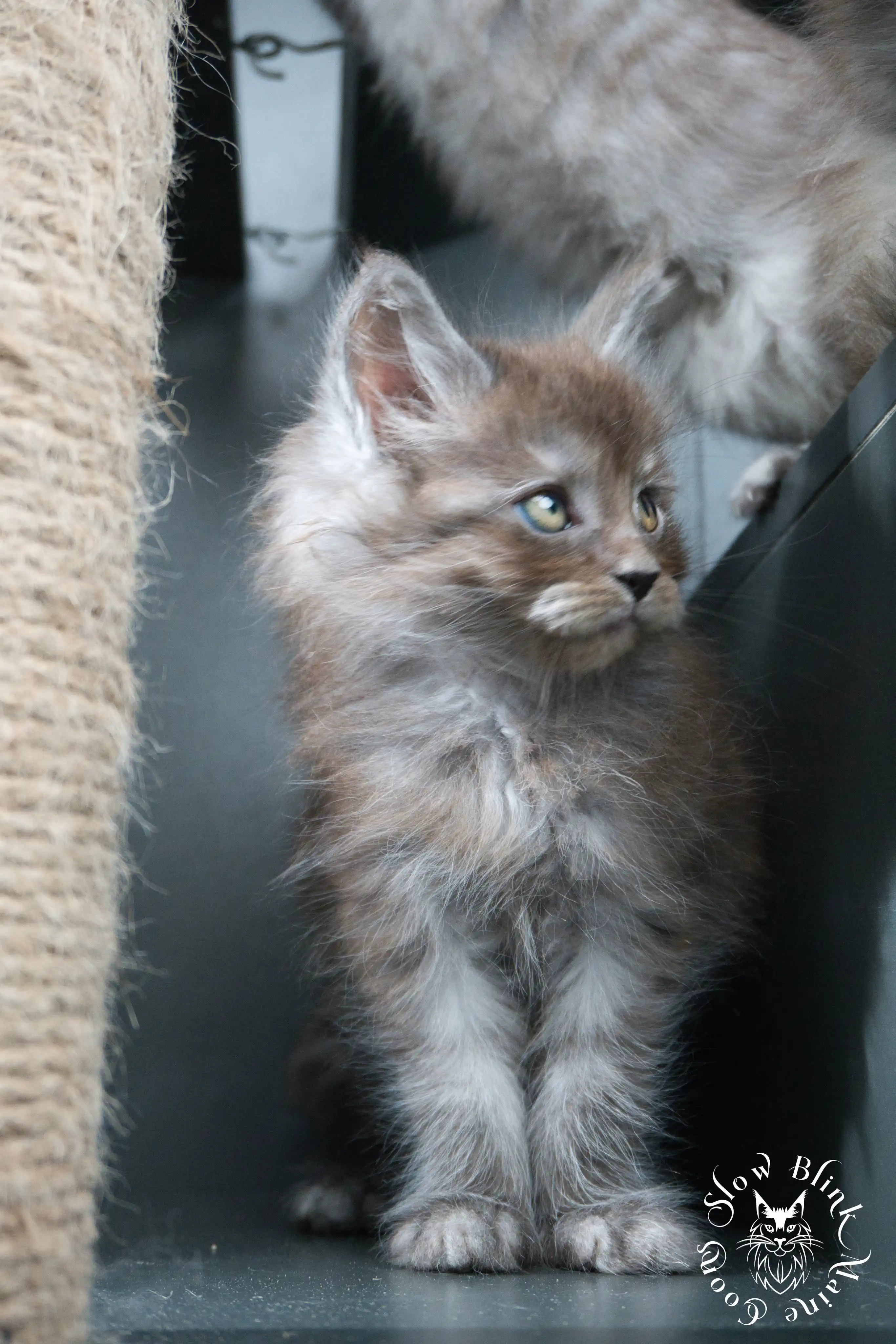 Black Smoke Maine Coon Kittens > black smoke | maine coon kitten | ems code ns | slowblinkmainecoons | 450