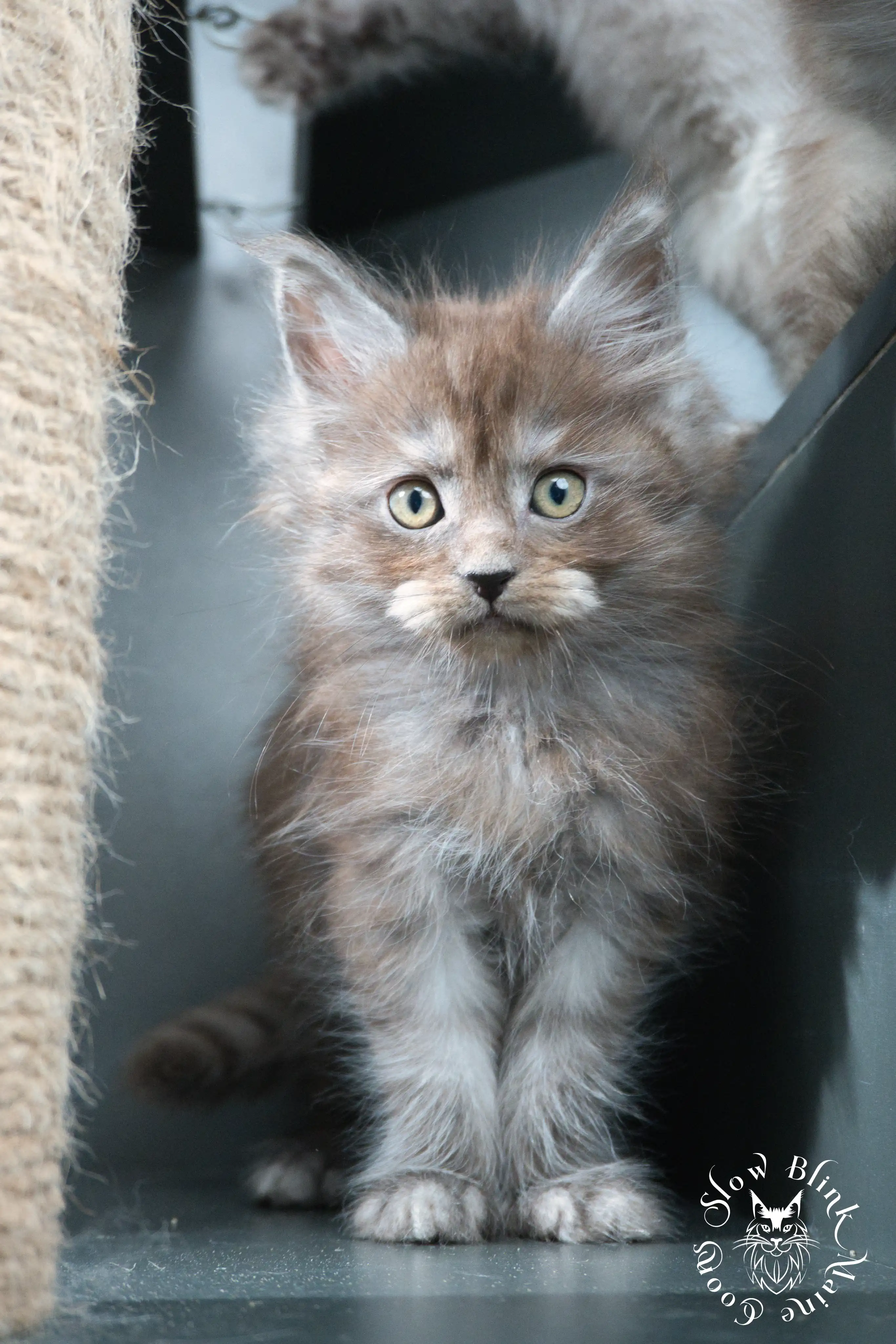 Black Smoke Maine Coon Kittens > black smoke | maine coon kitten | ems code ns | slowblinkmainecoons | 451