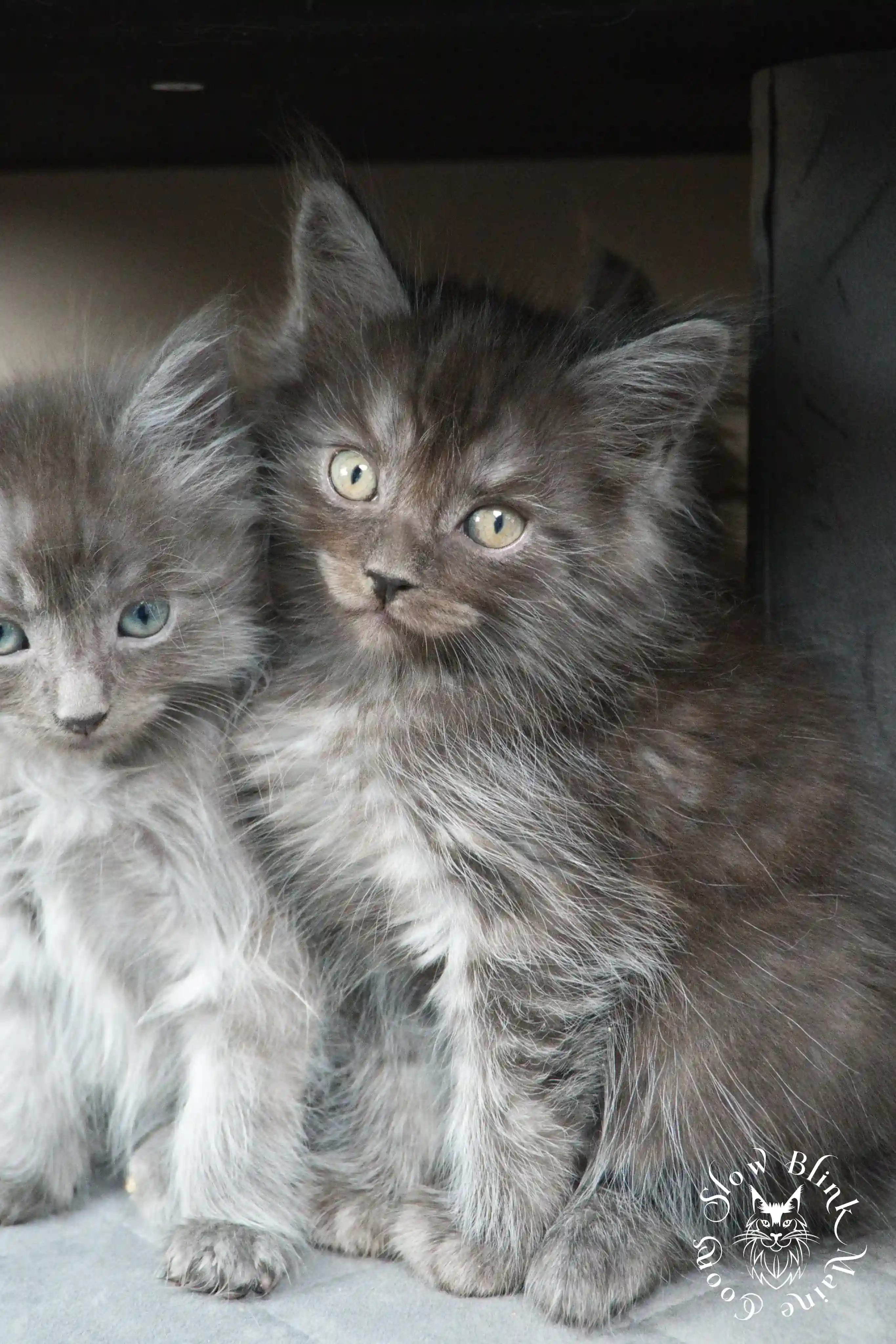 Black Smoke Maine Coon Kittens > black smoke | maine coon kitten | ems code ns | slowblinkmainecoons | 461