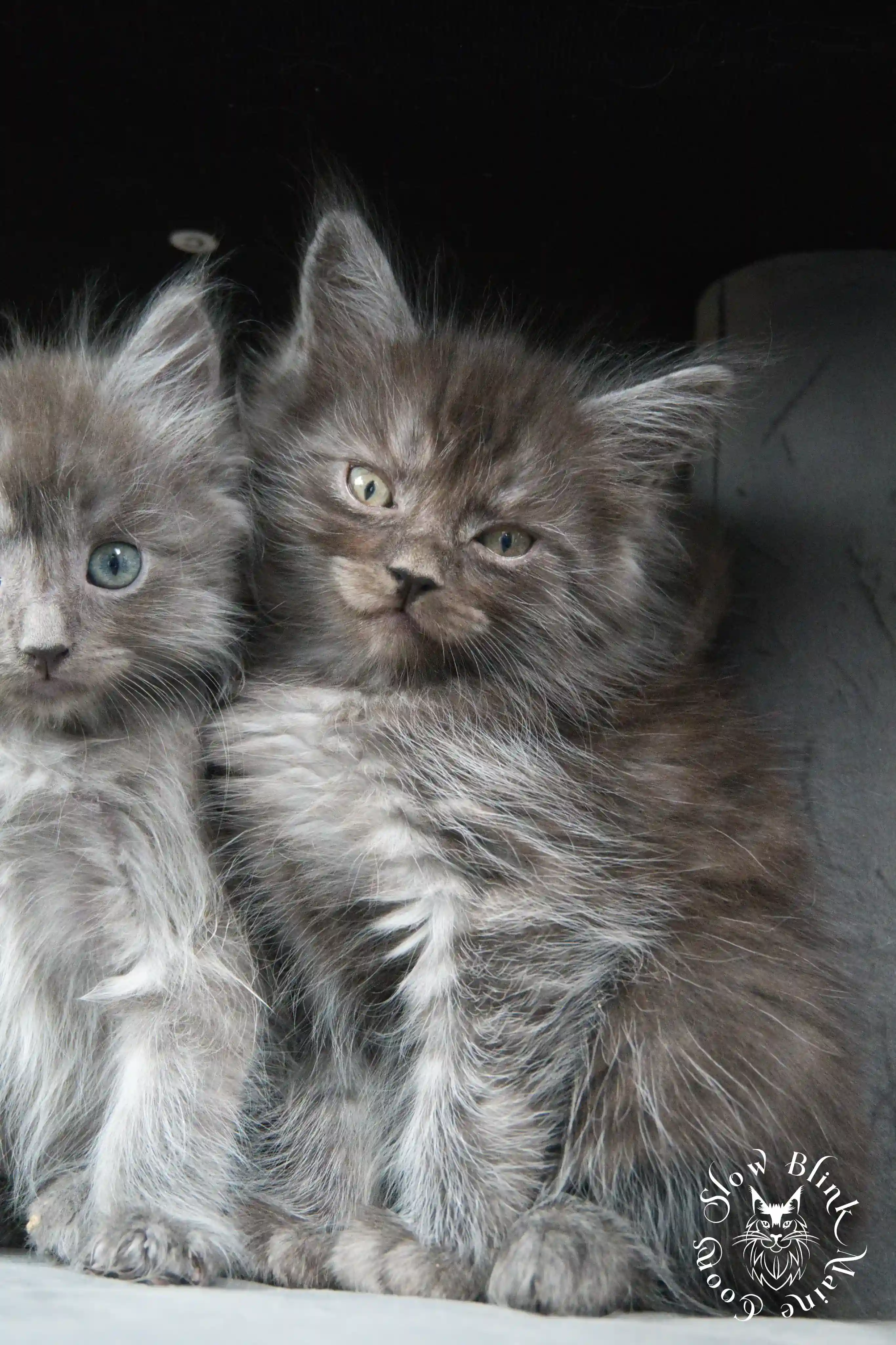 Black Smoke Maine Coon Kittens > black smoke | maine coon kitten | ems code ns | slowblinkmainecoons | 462