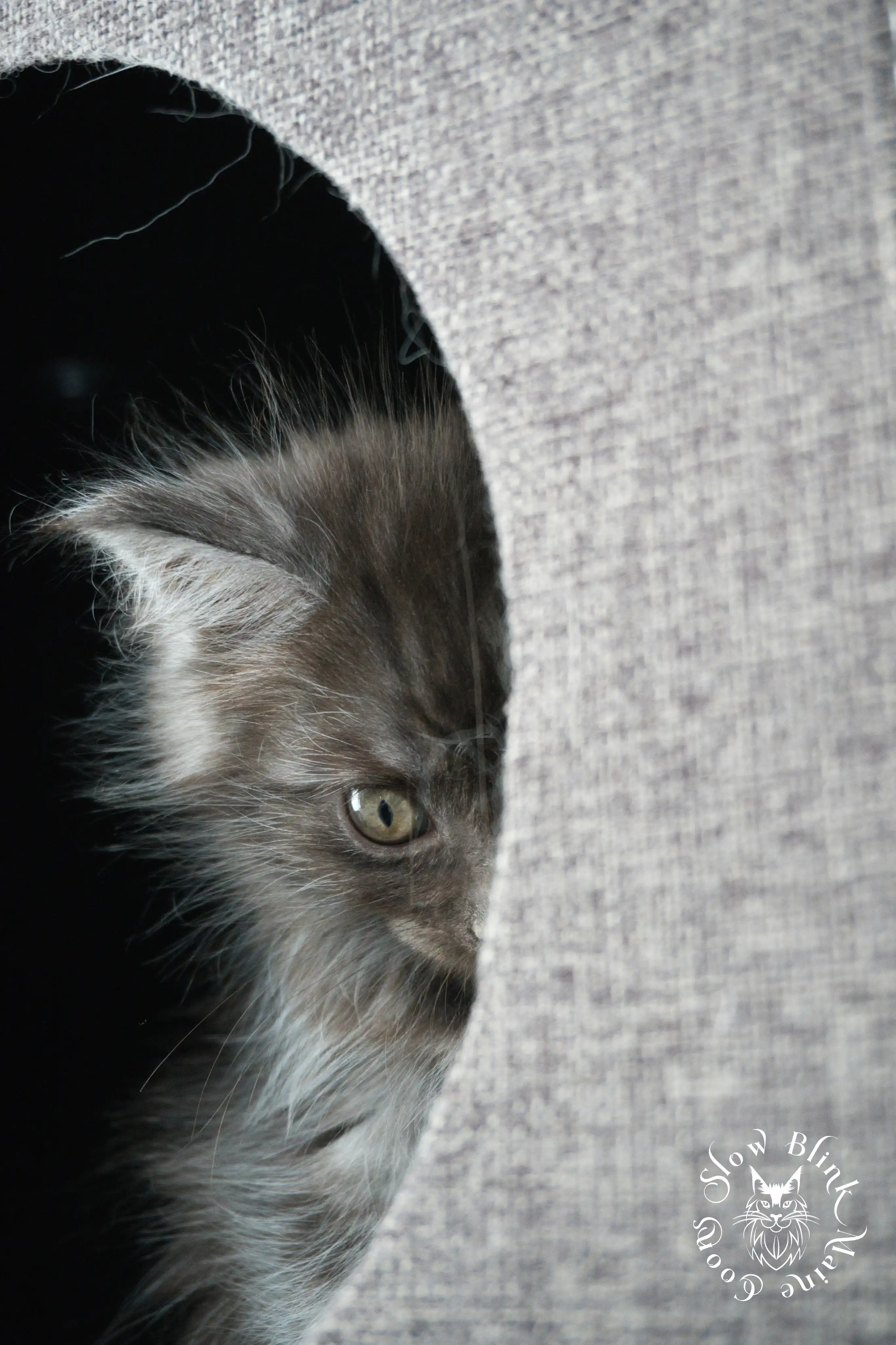 Black Smoke Maine Coon Kittens > black smoke | maine coon kitten | ems code ns | slowblinkmainecoons | 464