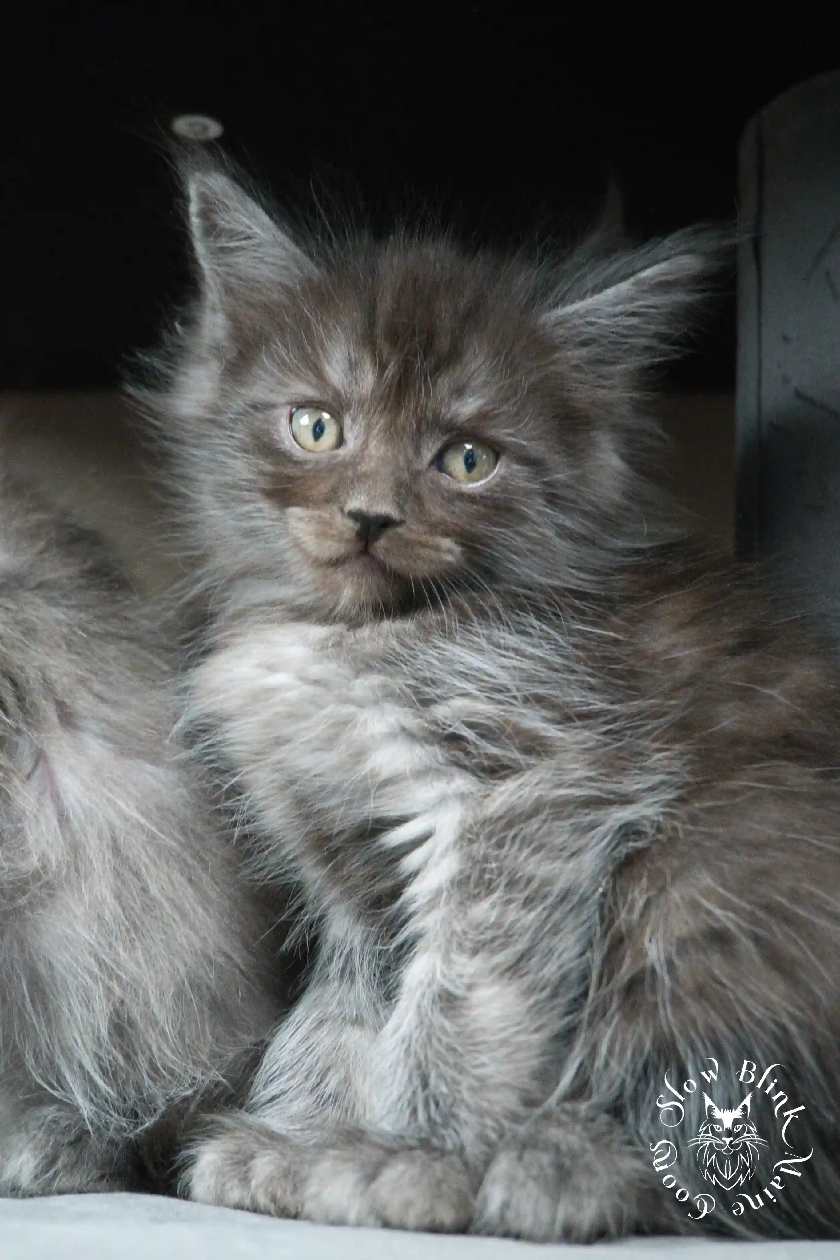 Black Smoke Maine Coon Kittens > black smoke | maine coon kitten | ems code ns | slowblinkmainecoons | 465