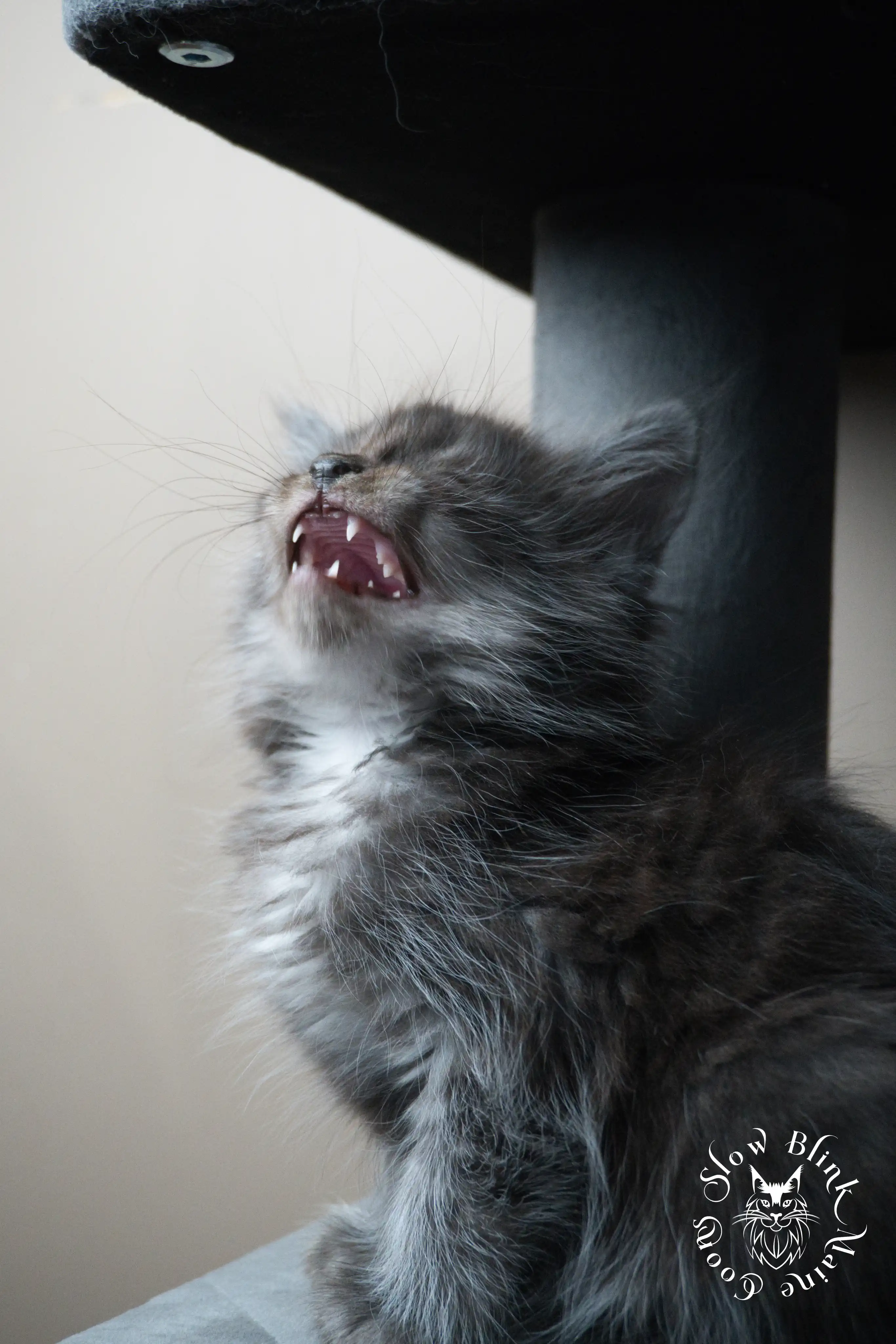 Black Smoke Maine Coon Kittens > black smoke | maine coon kitten | ems code ns | slowblinkmainecoons | 466