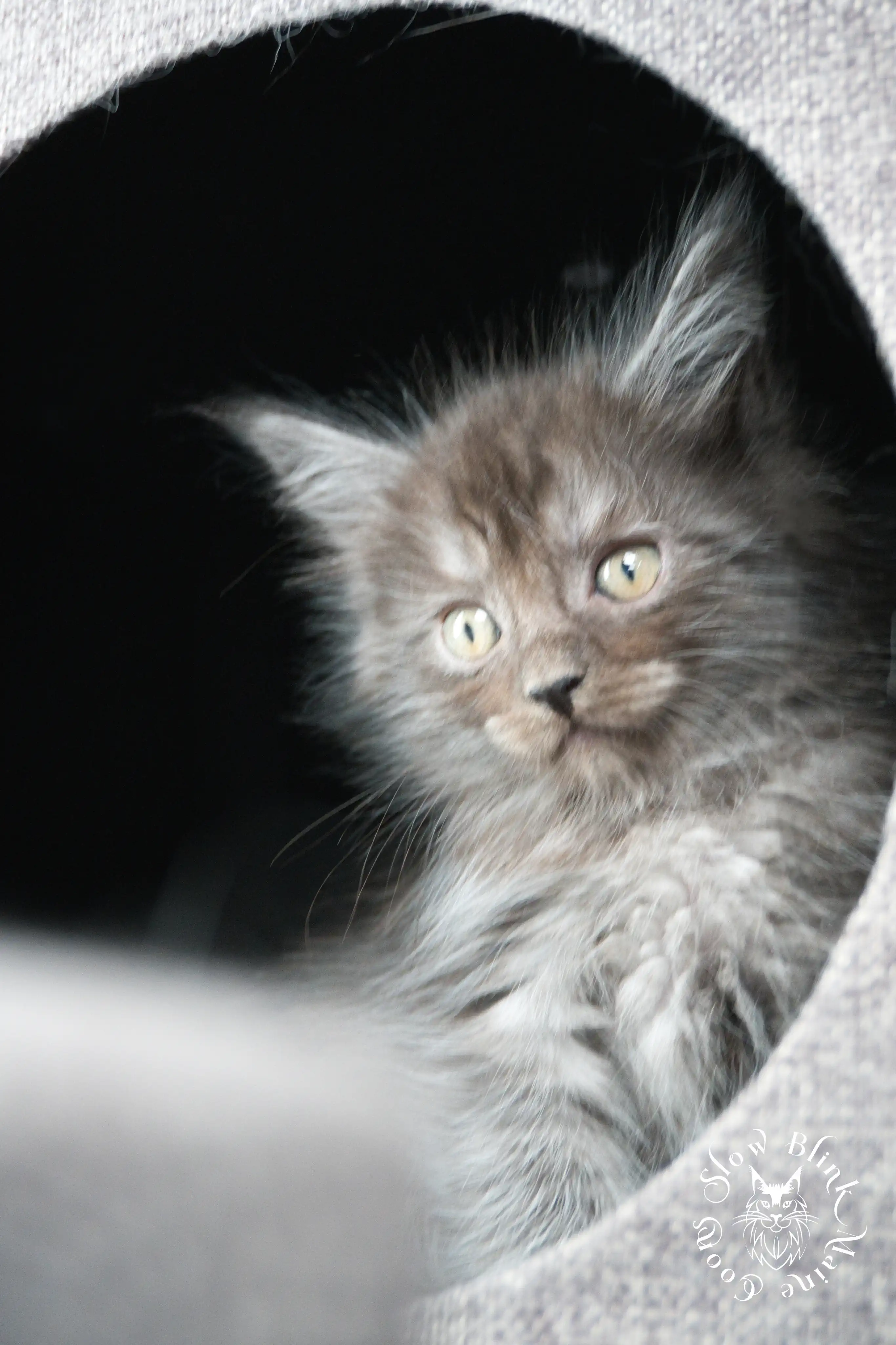 Black Smoke Maine Coon Kittens > black smoke | maine coon kitten | ems code ns | slowblinkmainecoons | 468