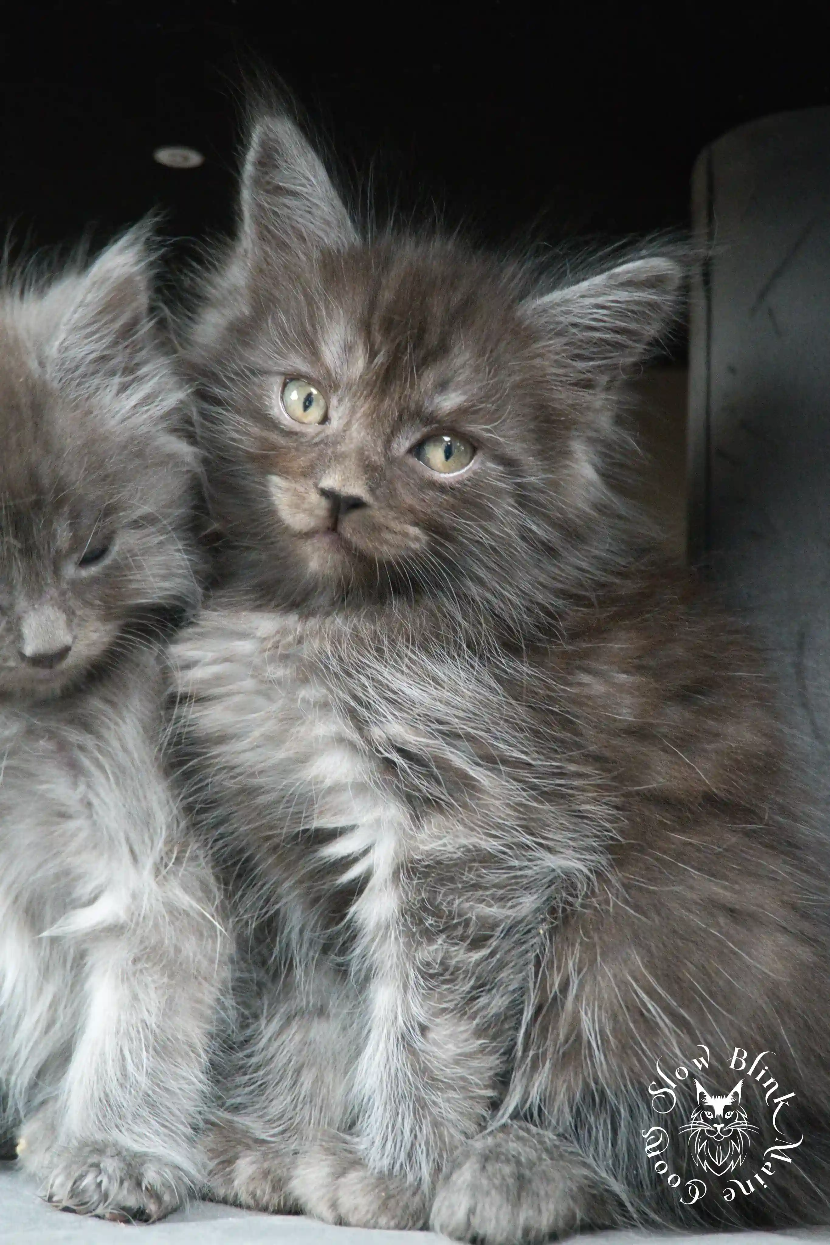Black Smoke Maine Coon Kittens > black smoke | maine coon kitten | ems code ns | slowblinkmainecoons | 469
