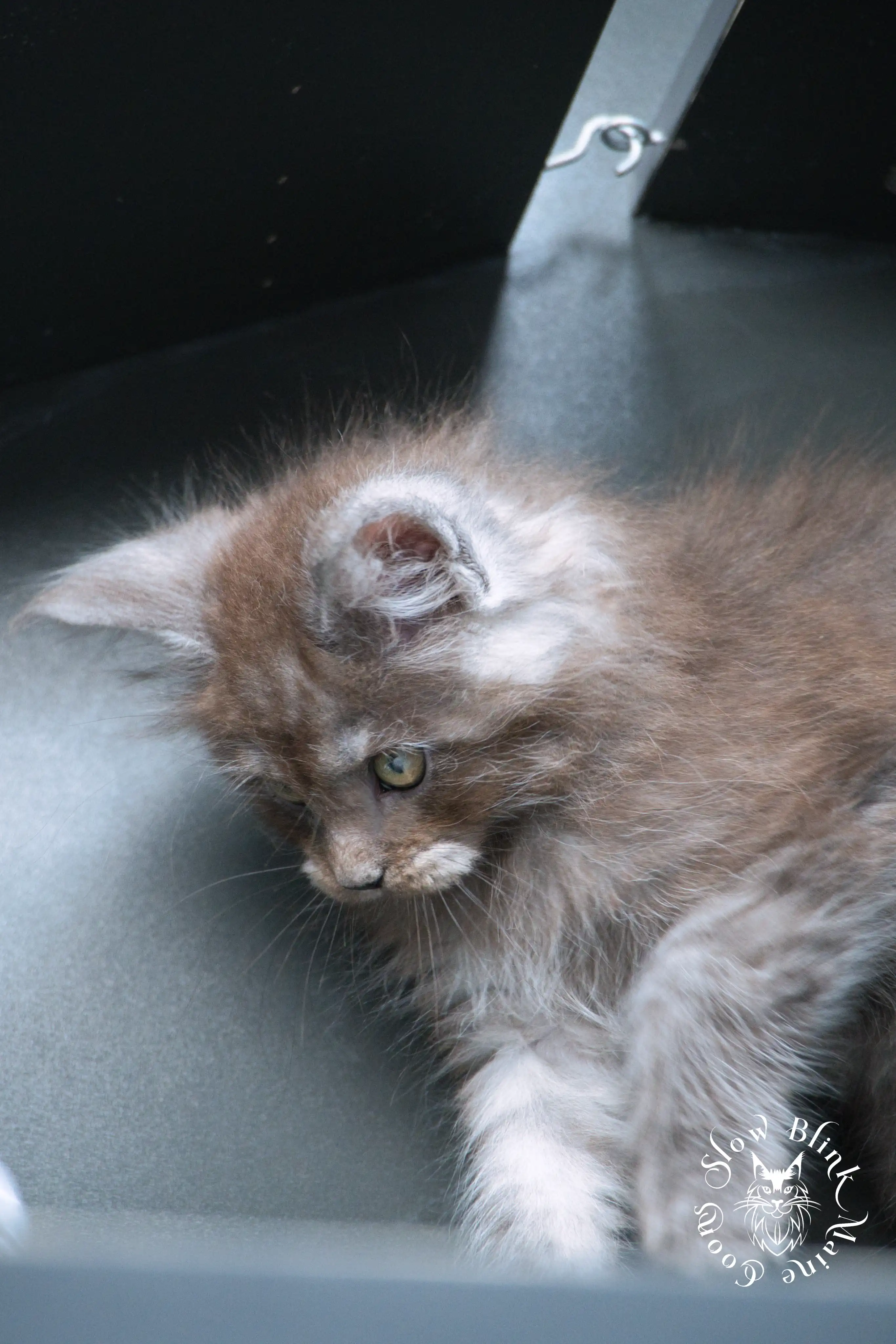 Black Smoke Maine Coon Kittens > black smoke | maine coon kitten | ems code ns | slowblinkmainecoons | 496