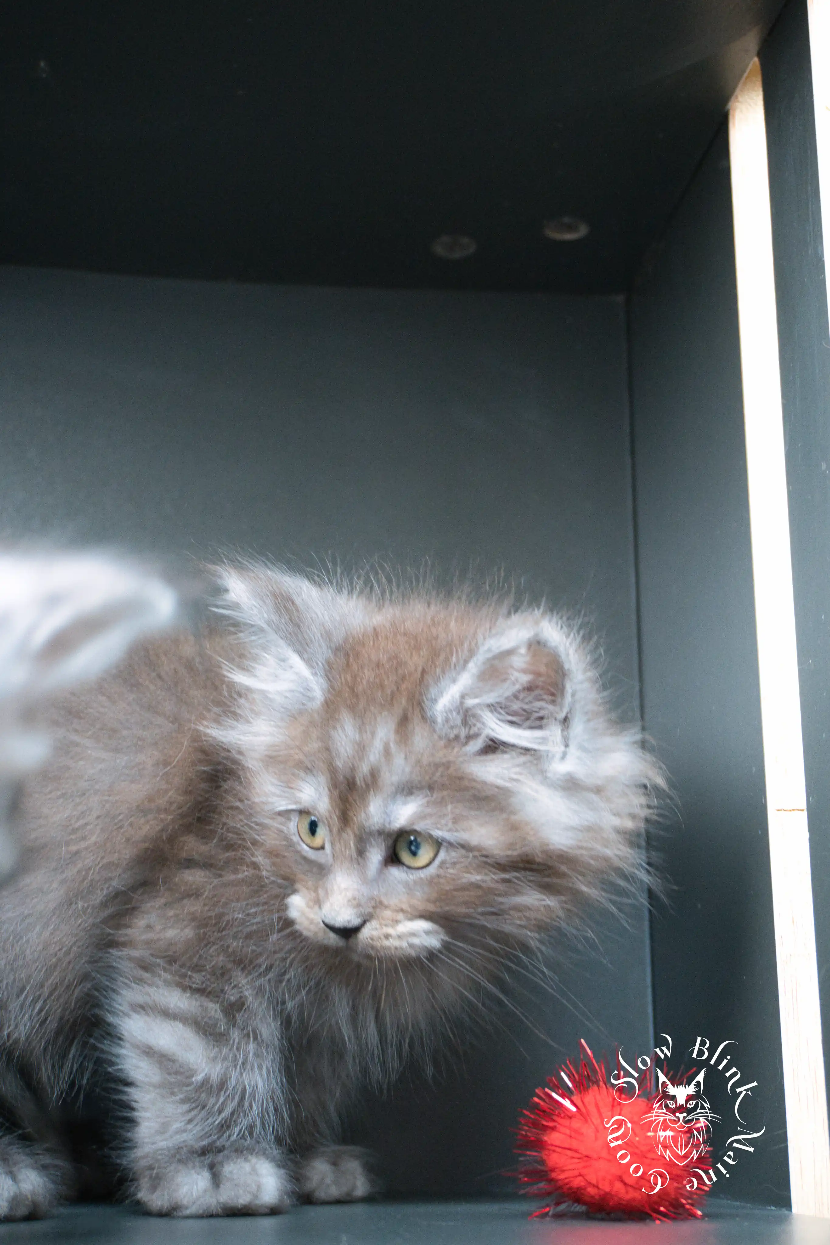 Black Smoke Maine Coon Kittens > black smoke | maine coon kitten | ems code ns | slowblinkmainecoons | 500