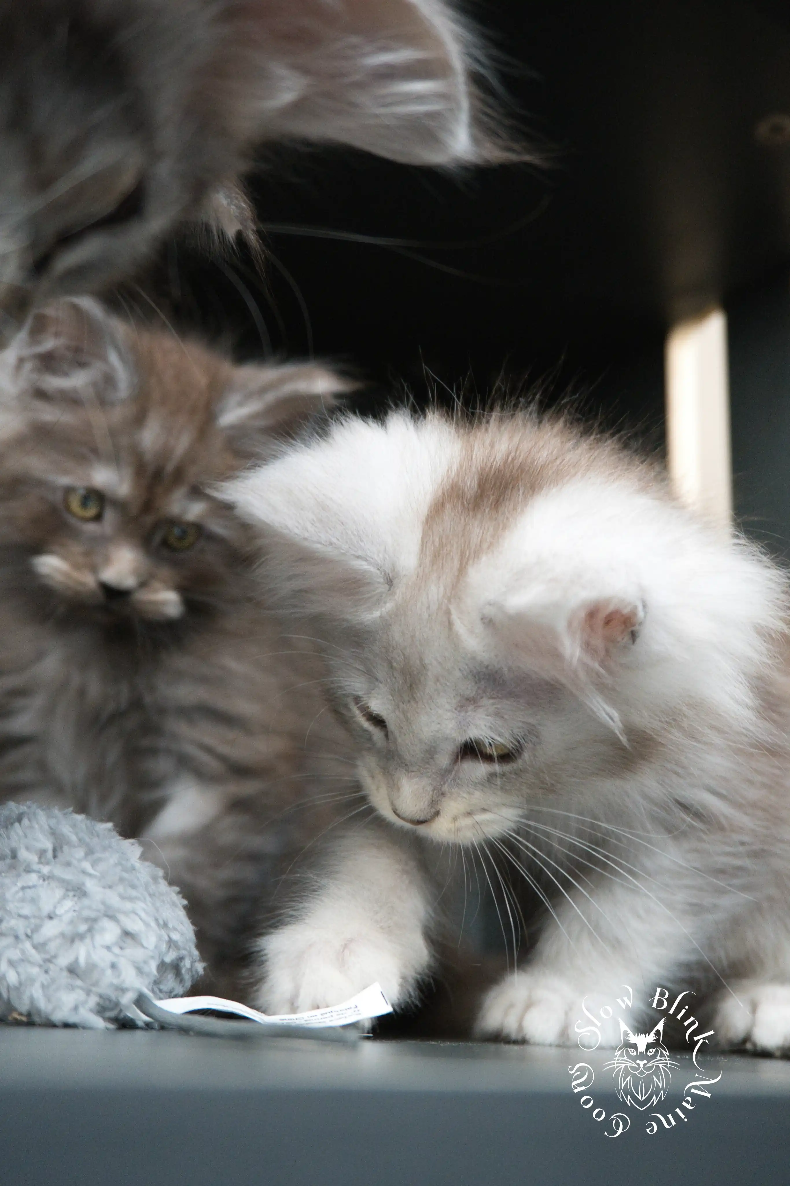 Black Smoke Maine Coon Kittens > black smoke | maine coon kitten | ems code ns | slowblinkmainecoons | 502
