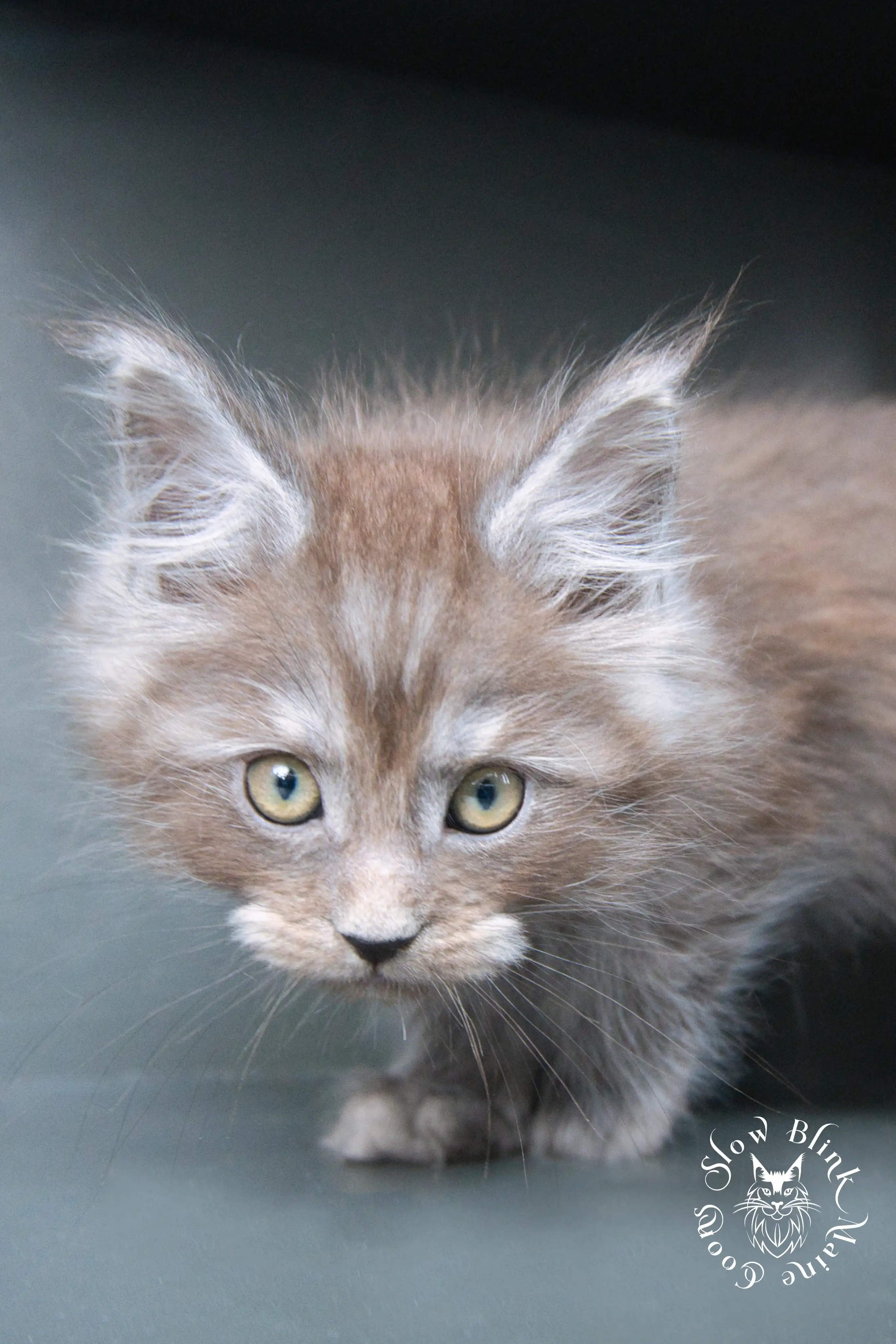 Black Smoke Maine Coon Kittens > black smoke | maine coon kitten | ems code ns | slowblinkmainecoons | 503