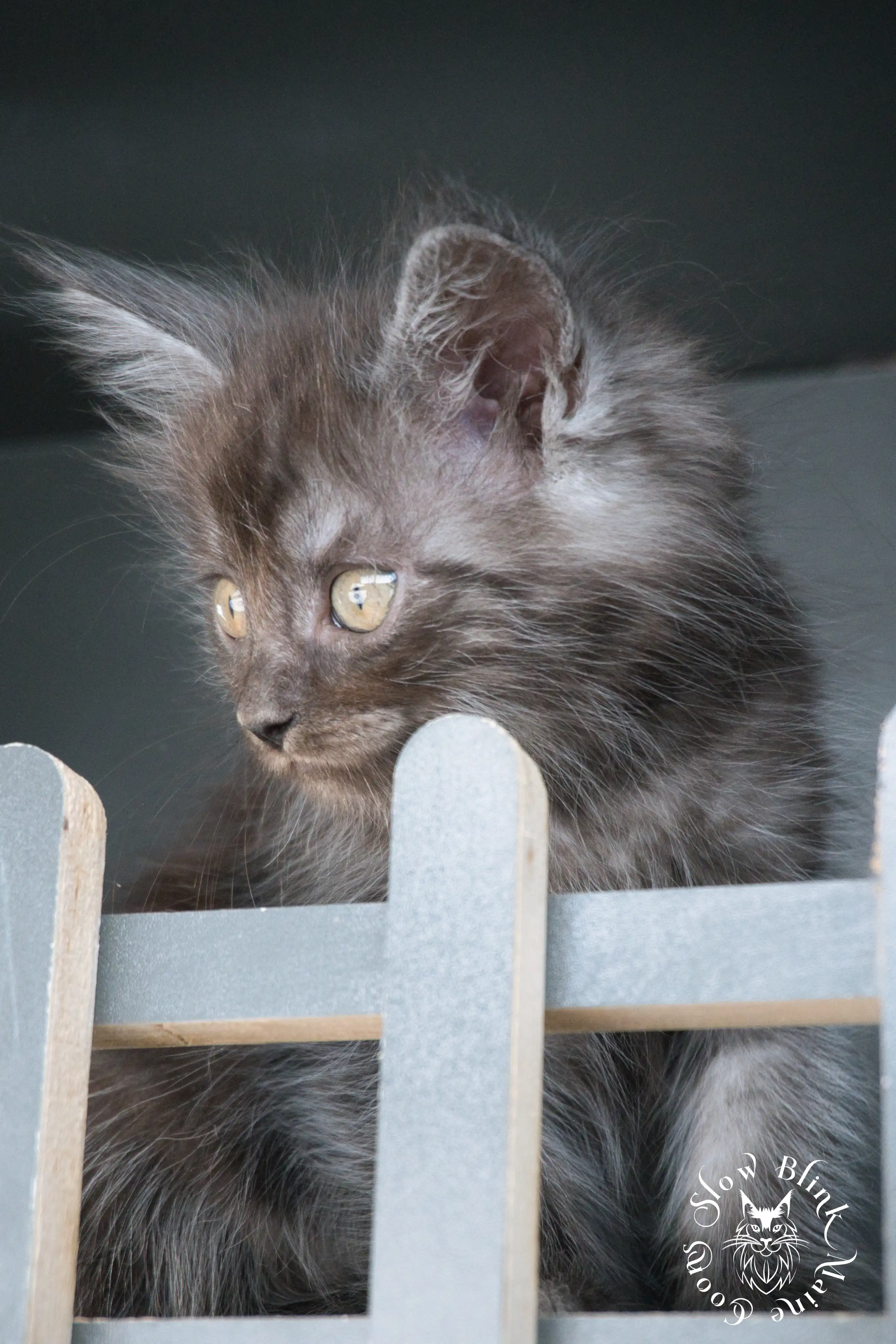 Black Smoke Maine Coon Kittens > black smoke | maine coon kitten | ems code ns | slowblinkmainecoons | 527
