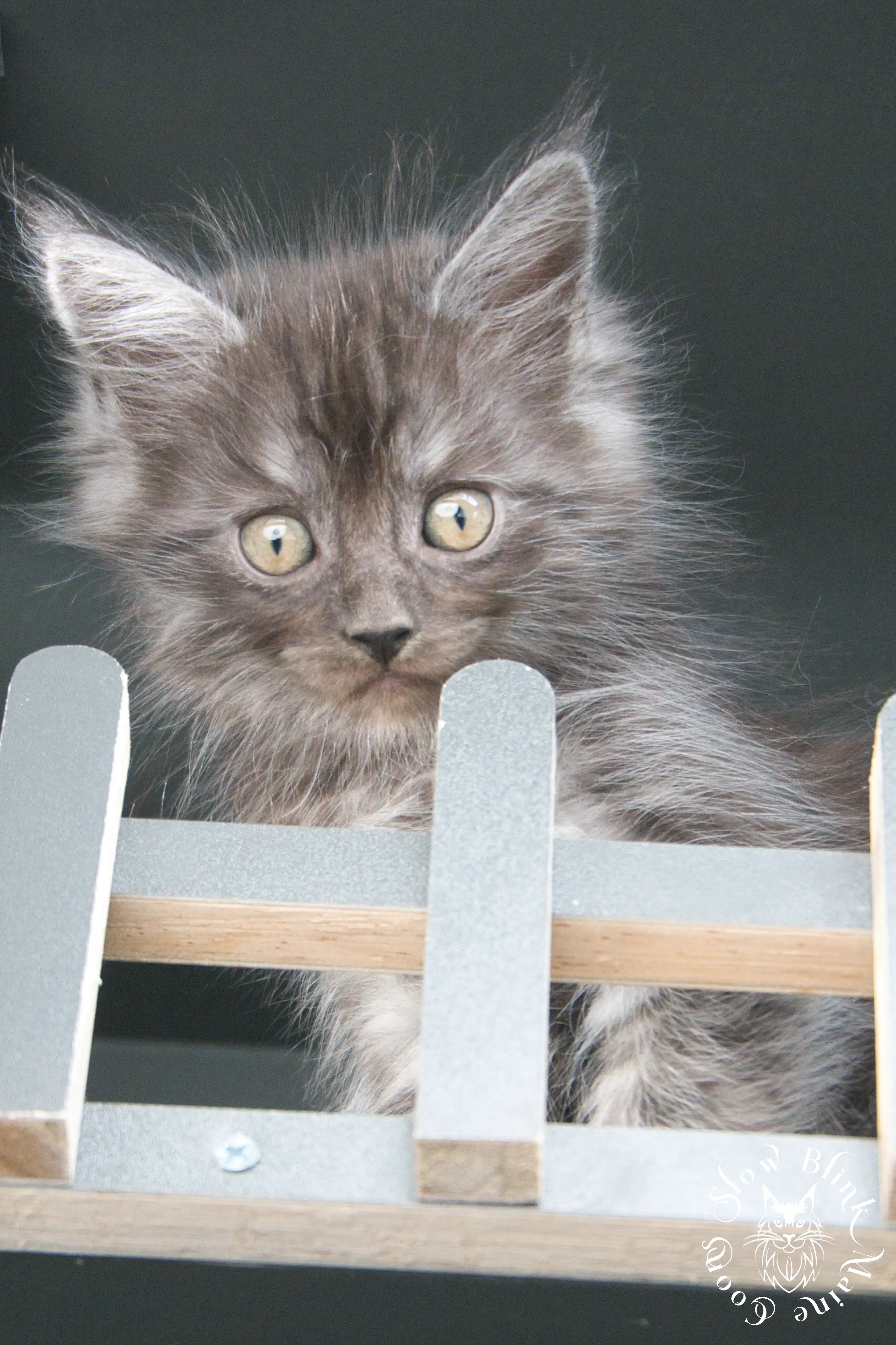 Black Smoke Maine Coon Kittens > black smoke | maine coon kitten | ems code ns | slowblinkmainecoons | 529