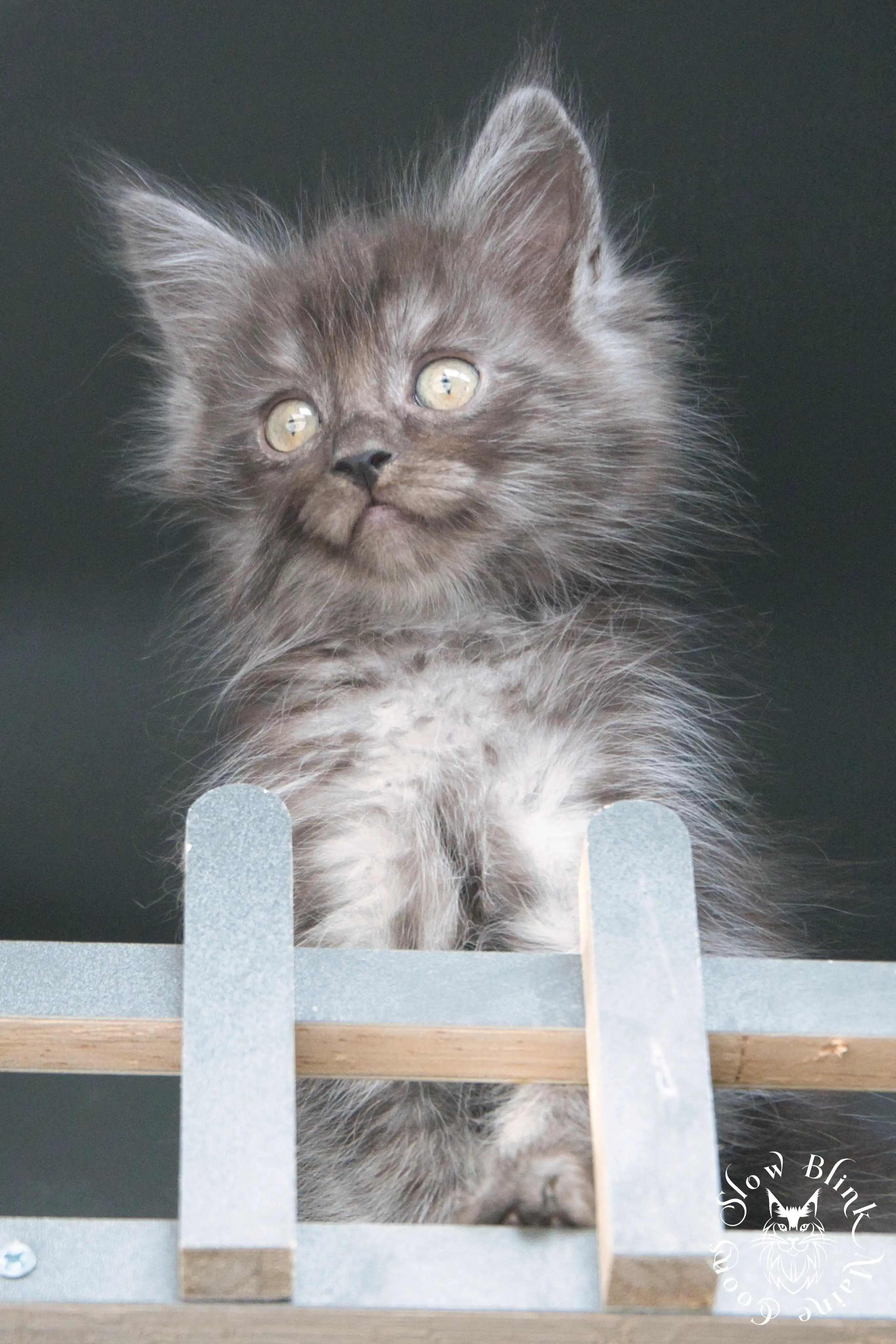Black Smoke Maine Coon Kittens > black smoke | maine coon kitten | ems code ns | slowblinkmainecoons | 530