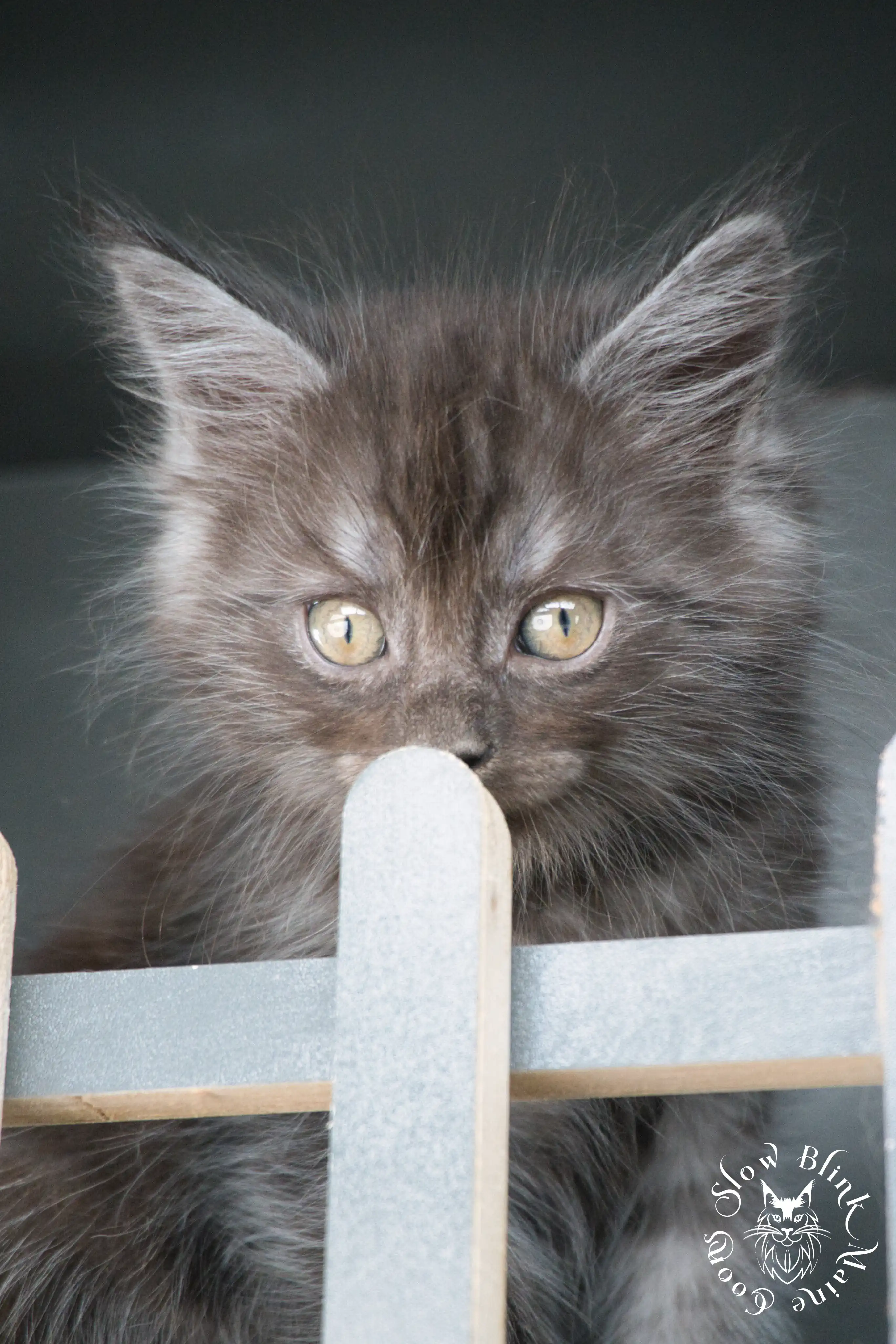 Black Smoke Maine Coon Kittens > black smoke | maine coon kitten | ems code ns | slowblinkmainecoons | 531