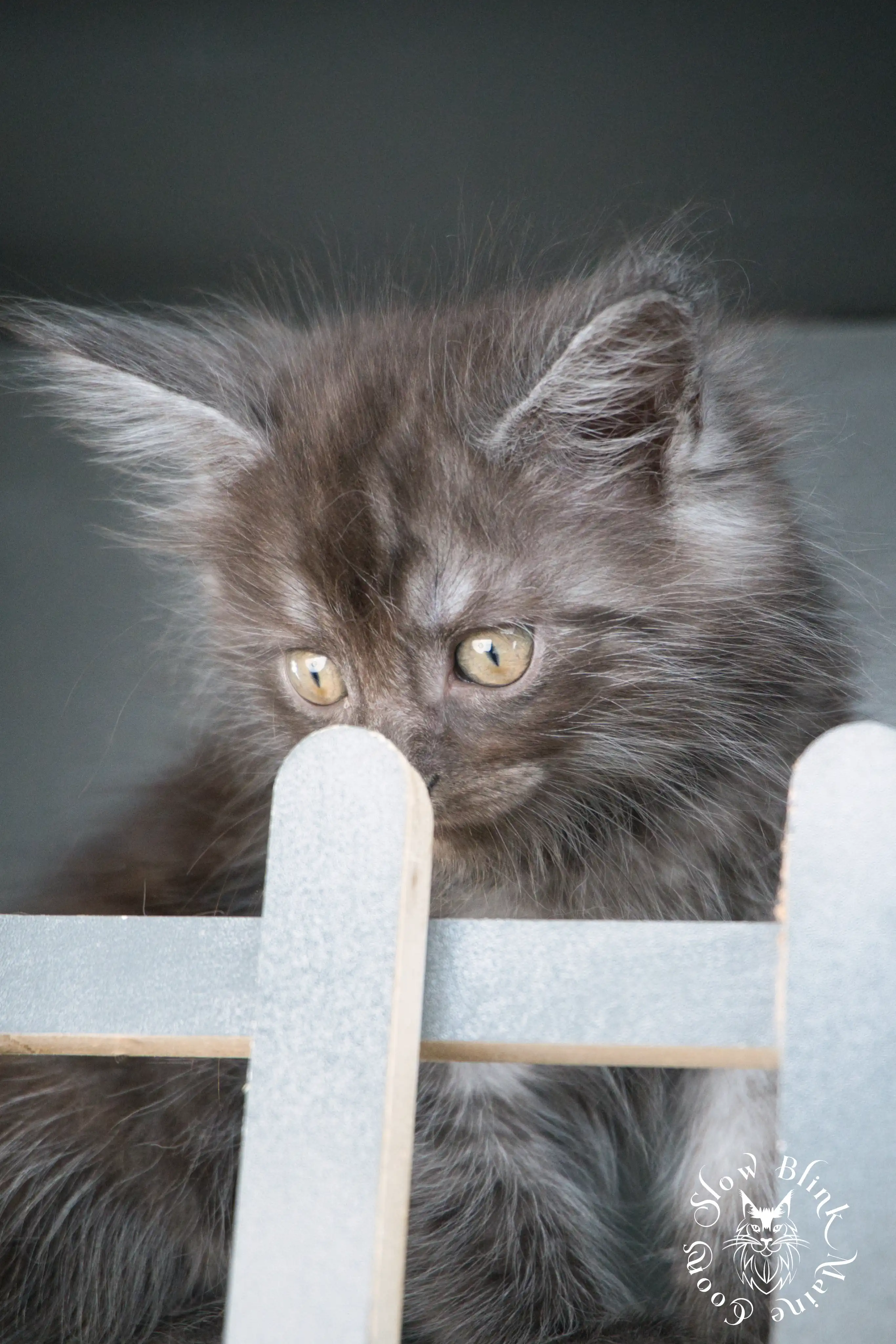 Black Smoke Maine Coon Kittens > black smoke | maine coon kitten | ems code ns | slowblinkmainecoons | 532