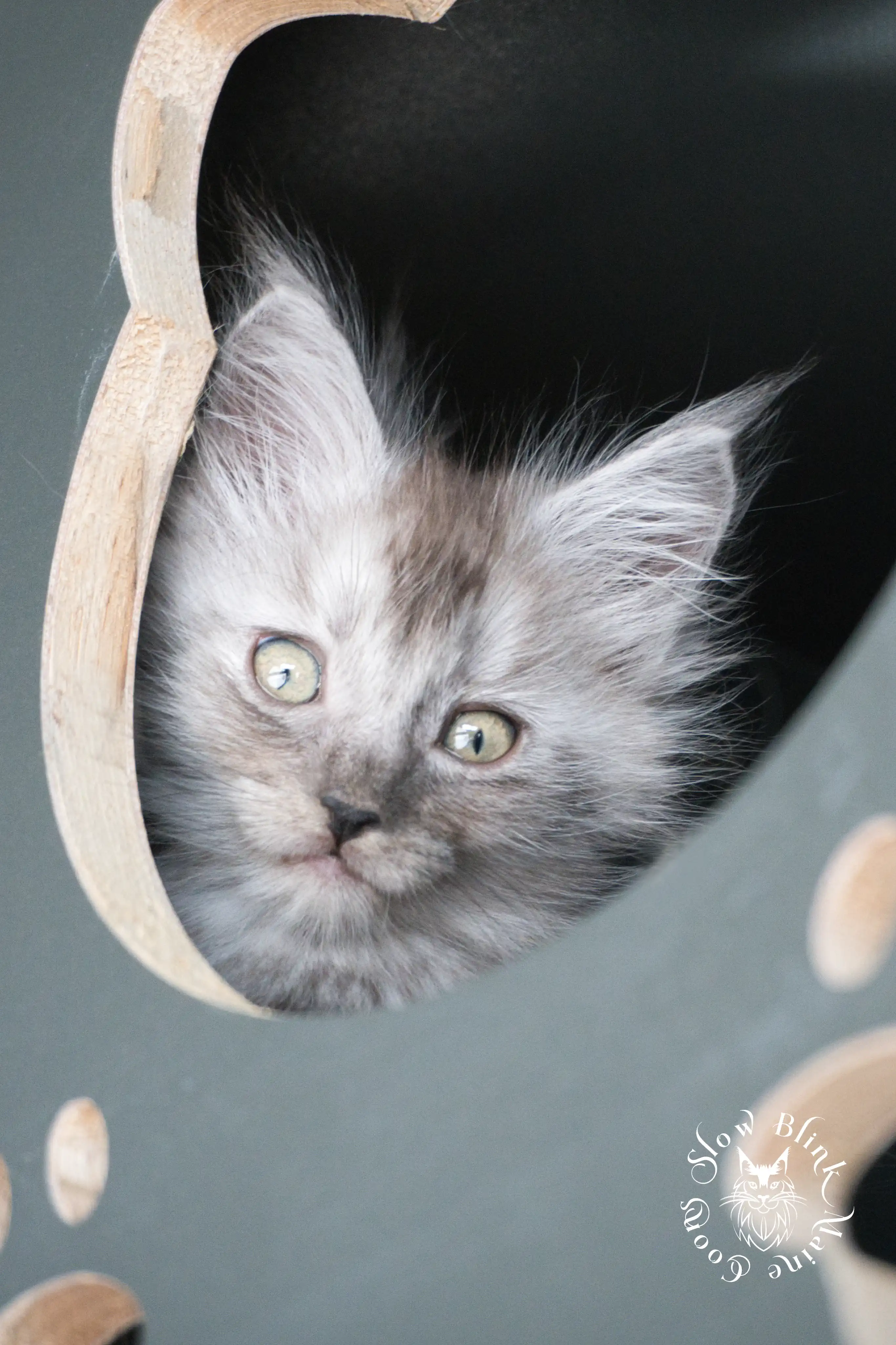 Black Smoke Maine Coon Kittens > black smoke | maine coon kitten | ems code ns | slowblinkmainecoons | 924