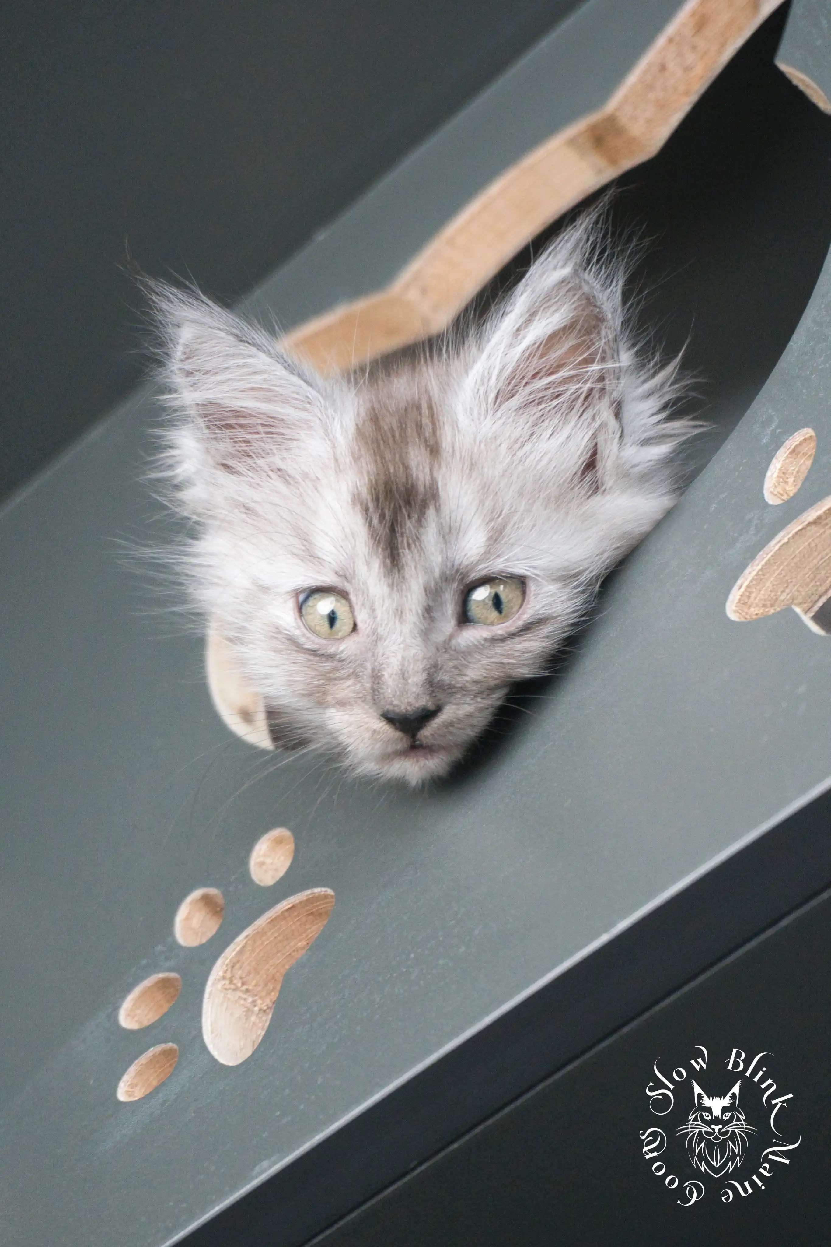 Black Smoke Maine Coon Kittens > black smoke | maine coon kitten | ems code ns | slowblinkmainecoons | 925