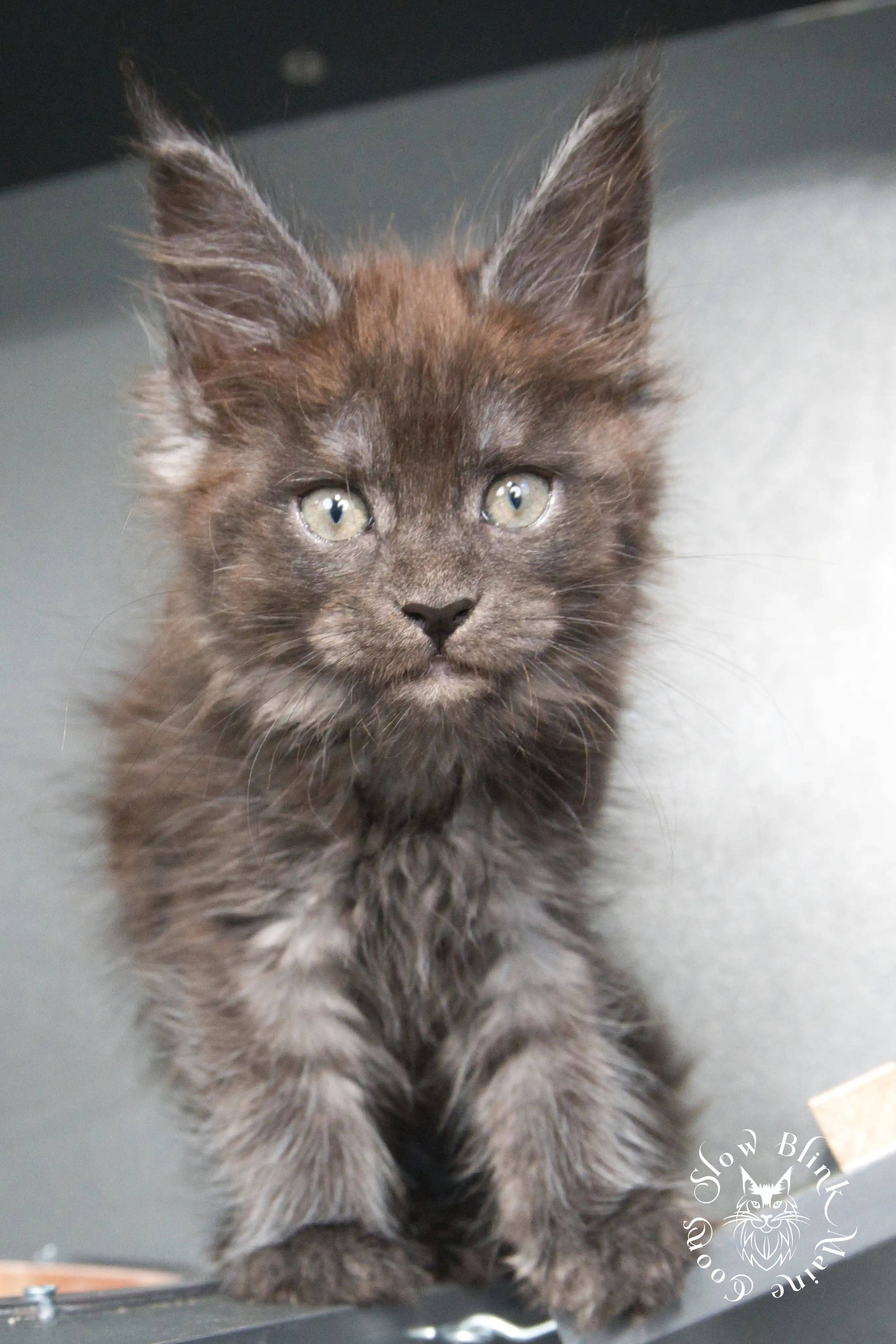Black Smoke Maine Coon Kittens > black smoke | maine coon kitten | ems code ns | slowblinkmainecoons | 927