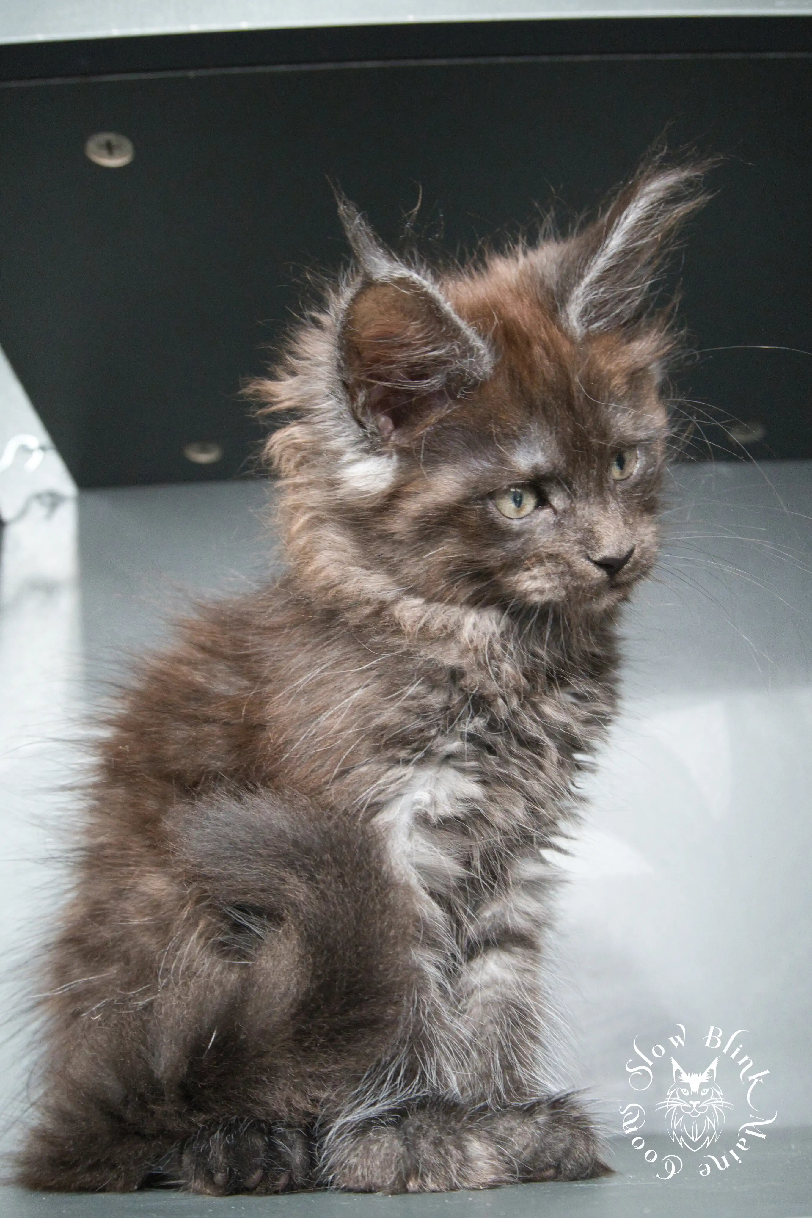 Black Smoke Maine Coon Kittens > black smoke | maine coon kitten | ems code ns | slowblinkmainecoons | 928