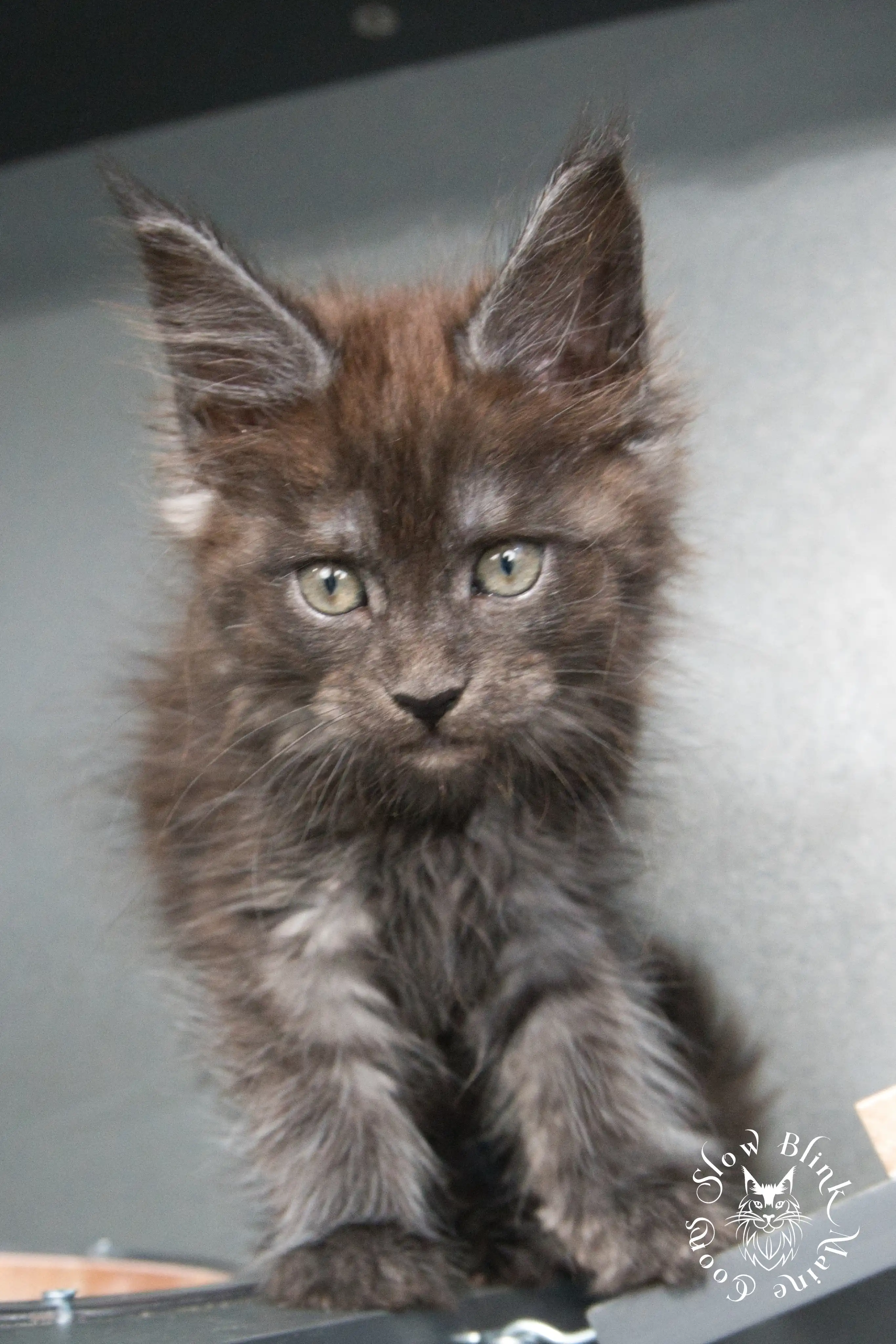 Black Smoke Maine Coon Kittens > black smoke | maine coon kitten | ems code ns | slowblinkmainecoons | 929