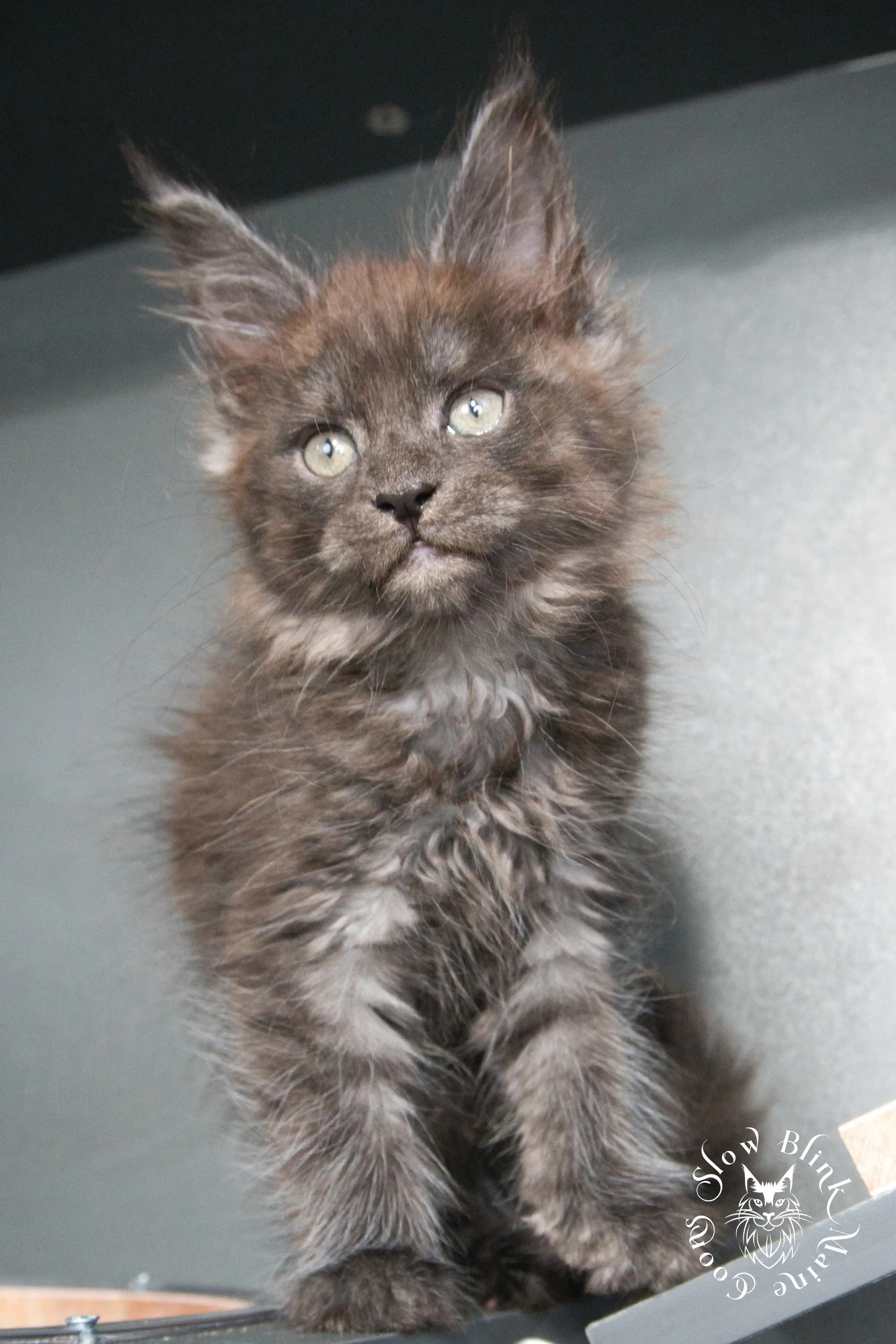 Black Smoke Maine Coon Kittens > black smoke | maine coon kitten | ems code ns | slowblinkmainecoons | 930