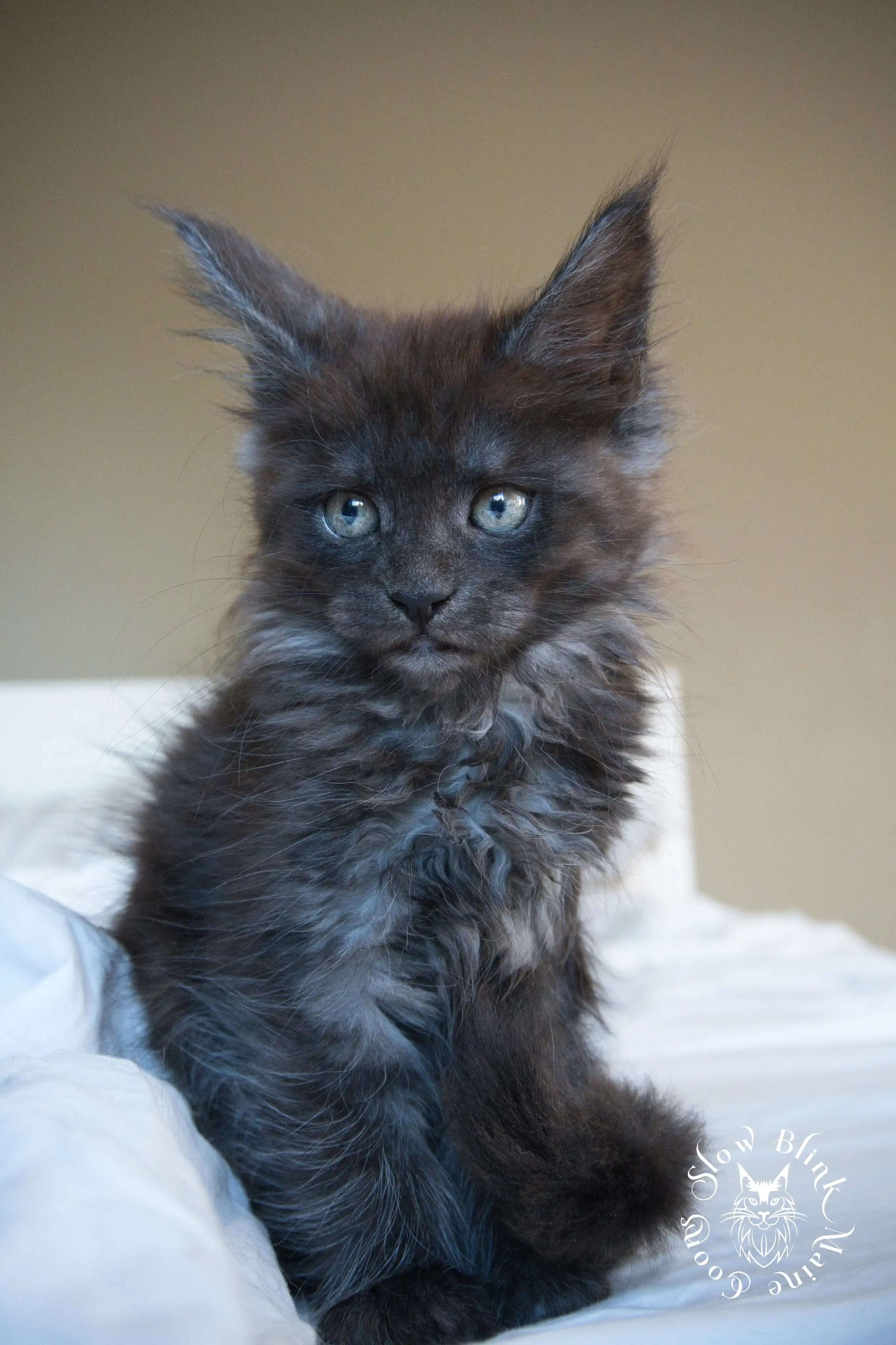 Black Smoke Maine Coon Kittens > black smoke | maine coon kitten | ems code ns | slowblinkmainecoons | 941