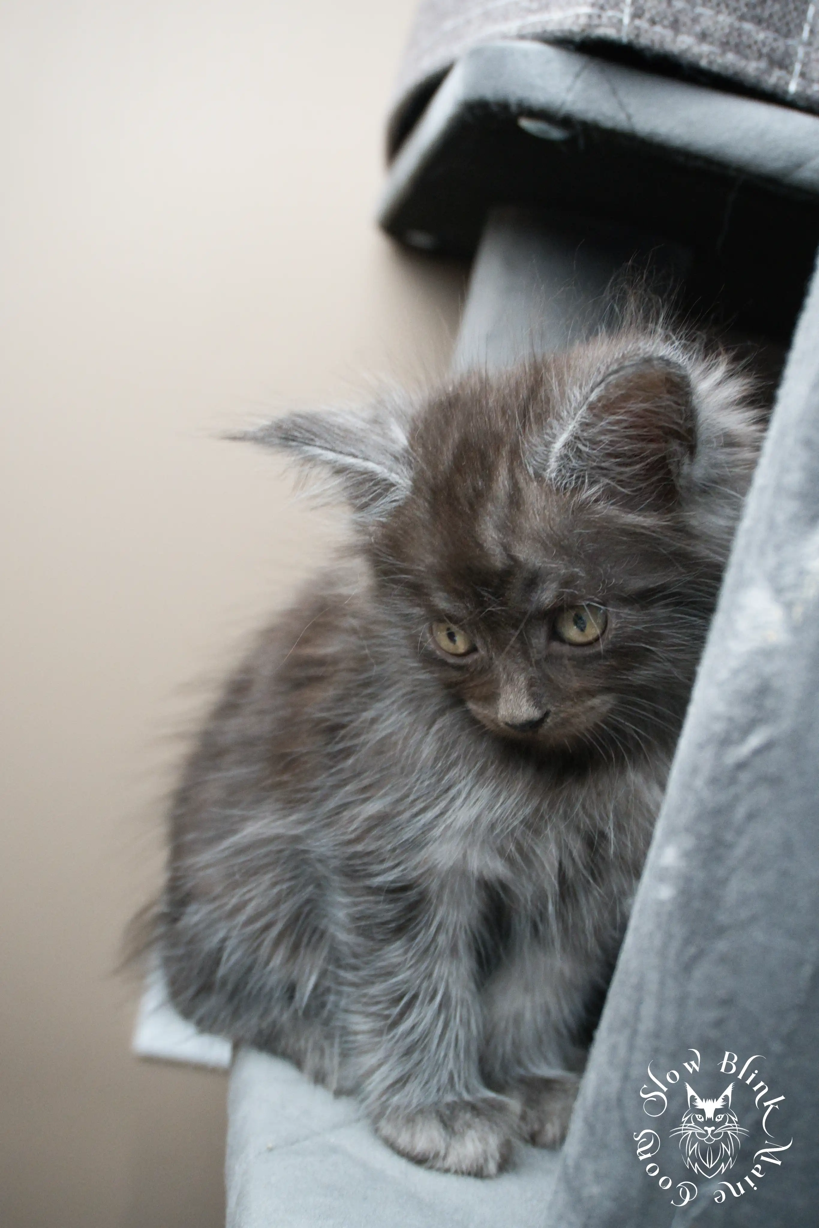 Black Smoke Maine Coon Kittens > black smoke | maine coon kitten | ems code ns | slowblinkmainecoons | 957