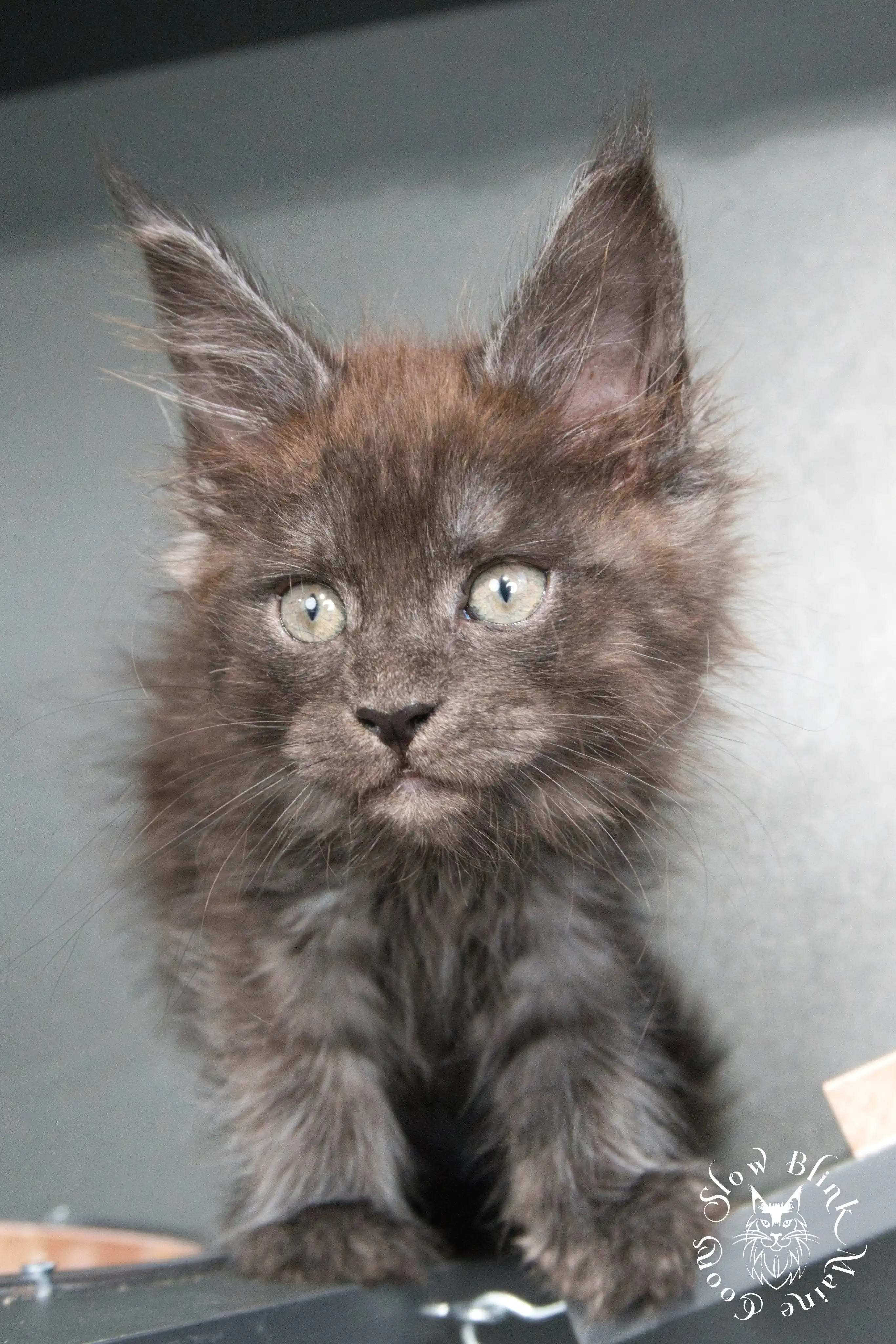Black Smoke Maine Coon Kittens > black smoke | maine coon kitten | ems code ns | slowblinkmainecoons | 958