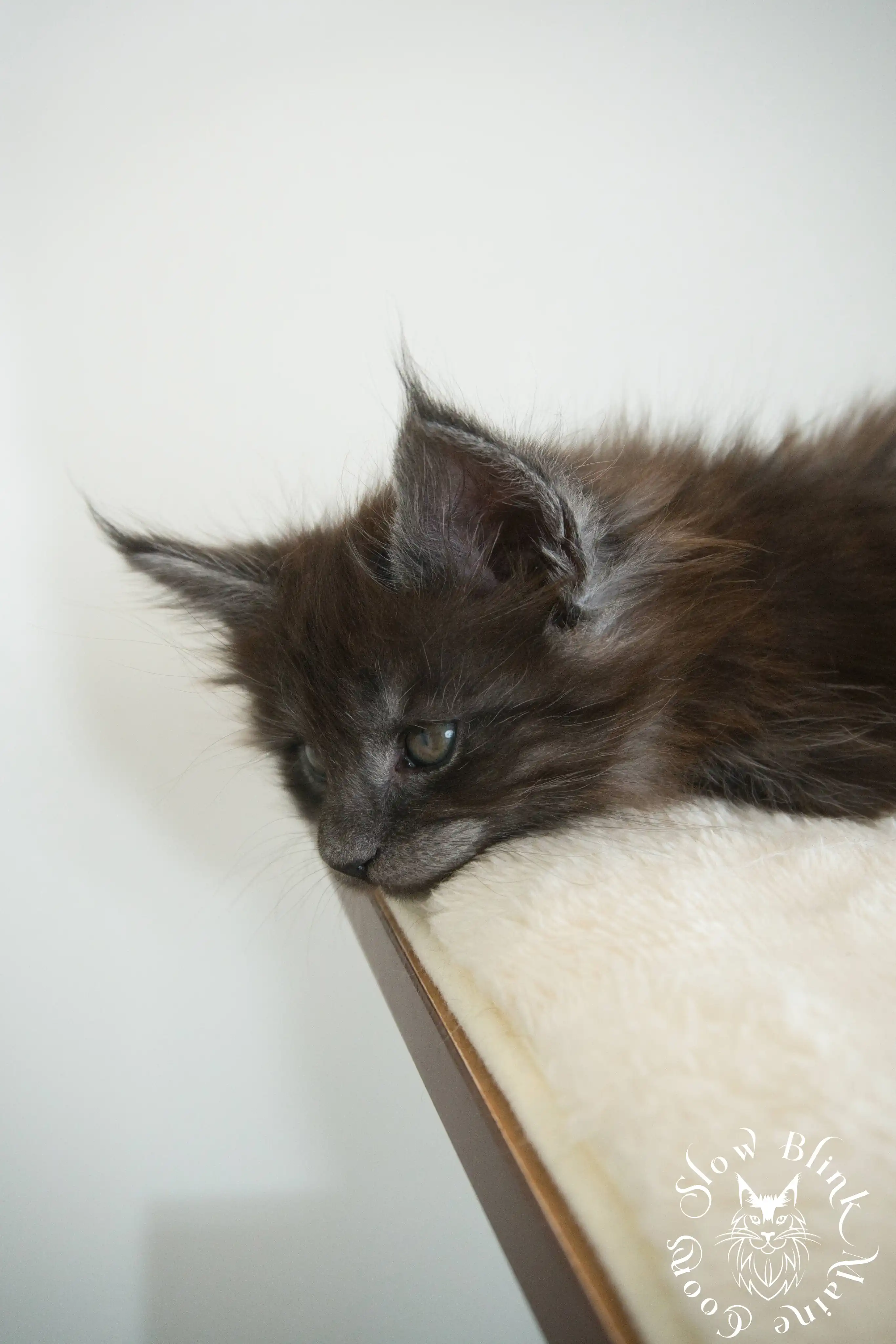 Black Smoke Maine Coon Kittens > black smoke | maine coon kitten | ems code ns | slowblinkmainecoons | 986