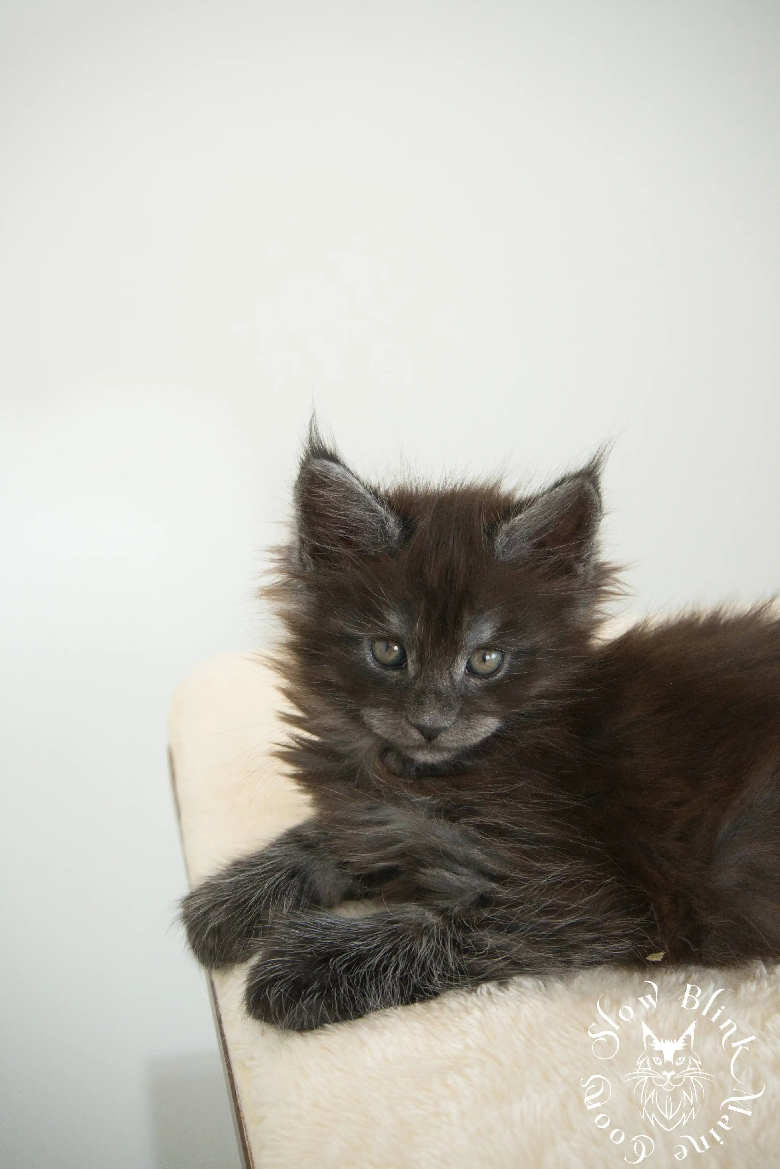 Black Smoke Maine Coon Kittens > black smoke | maine coon kitten | ems code ns | slowblinkmainecoons | 988
